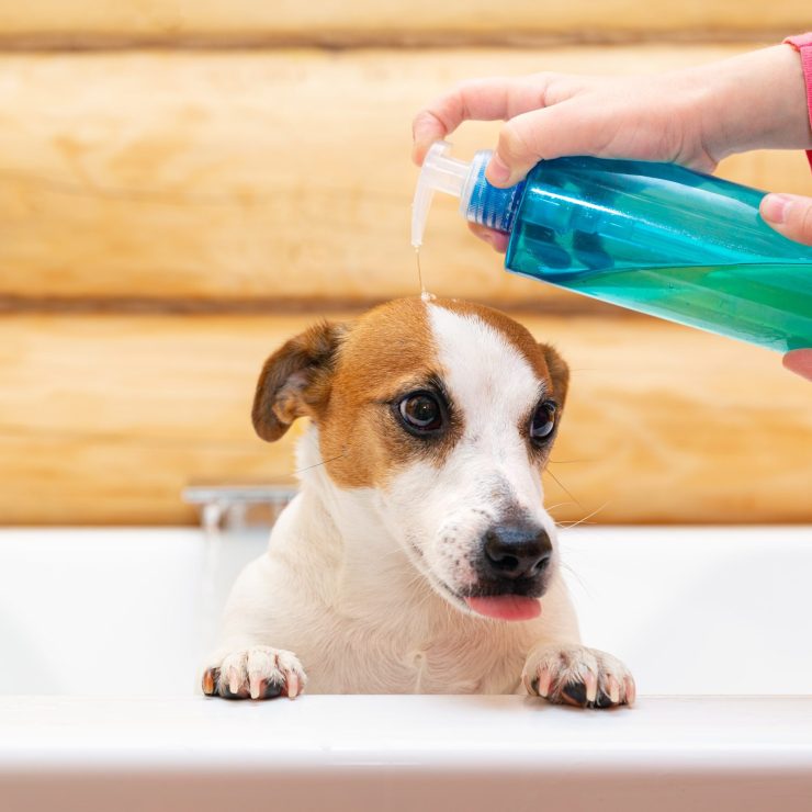 a child washes his dog jack russell terrier with s 2023 11 27 05 24 11 utc min scaled