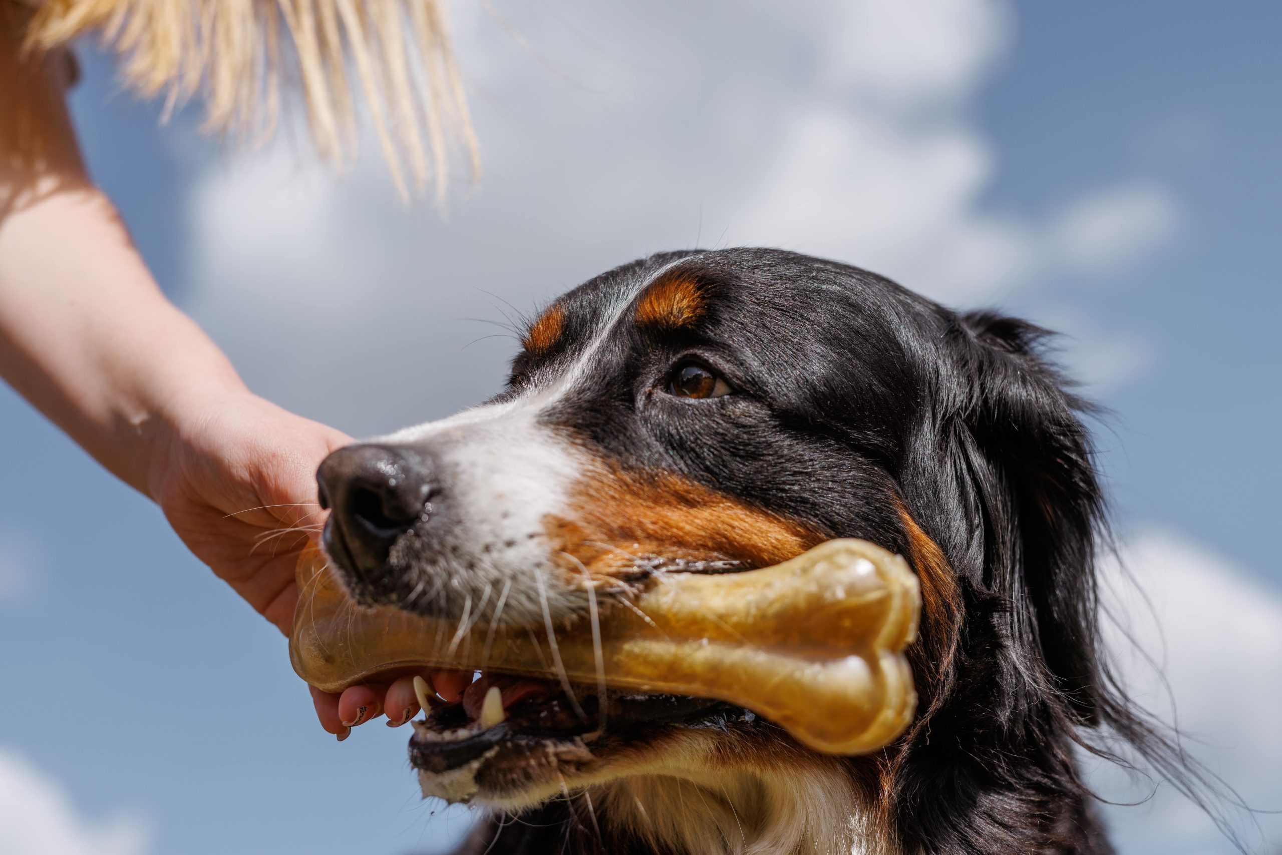 a-dog-cheerfully-chews-on-a-gigantic-bone-provided-2024-08-20-00-50-35-utc-min