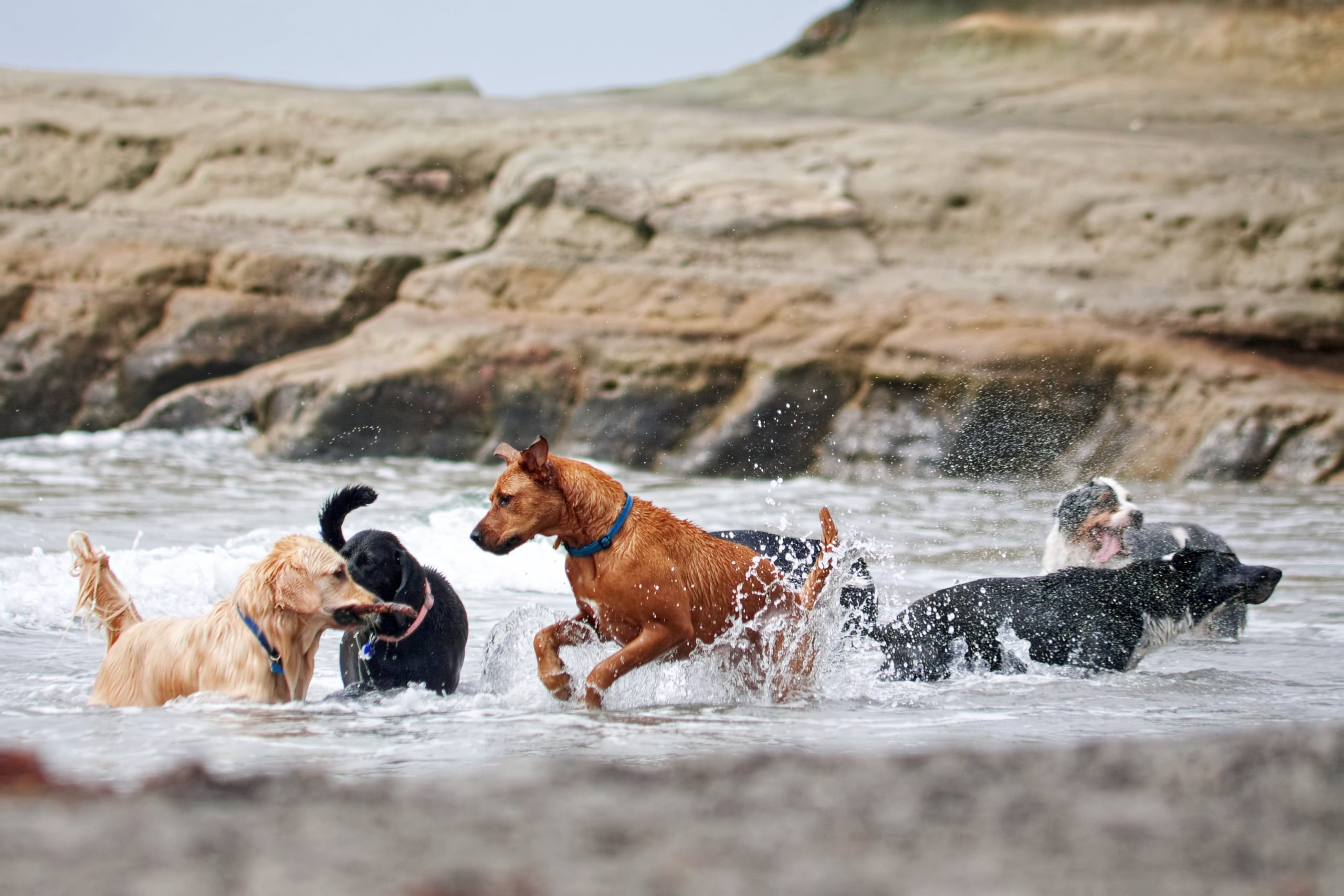 a-group-of-dogs-playing-in-the-ocean-2024-09-16-13-42-07-utc-min