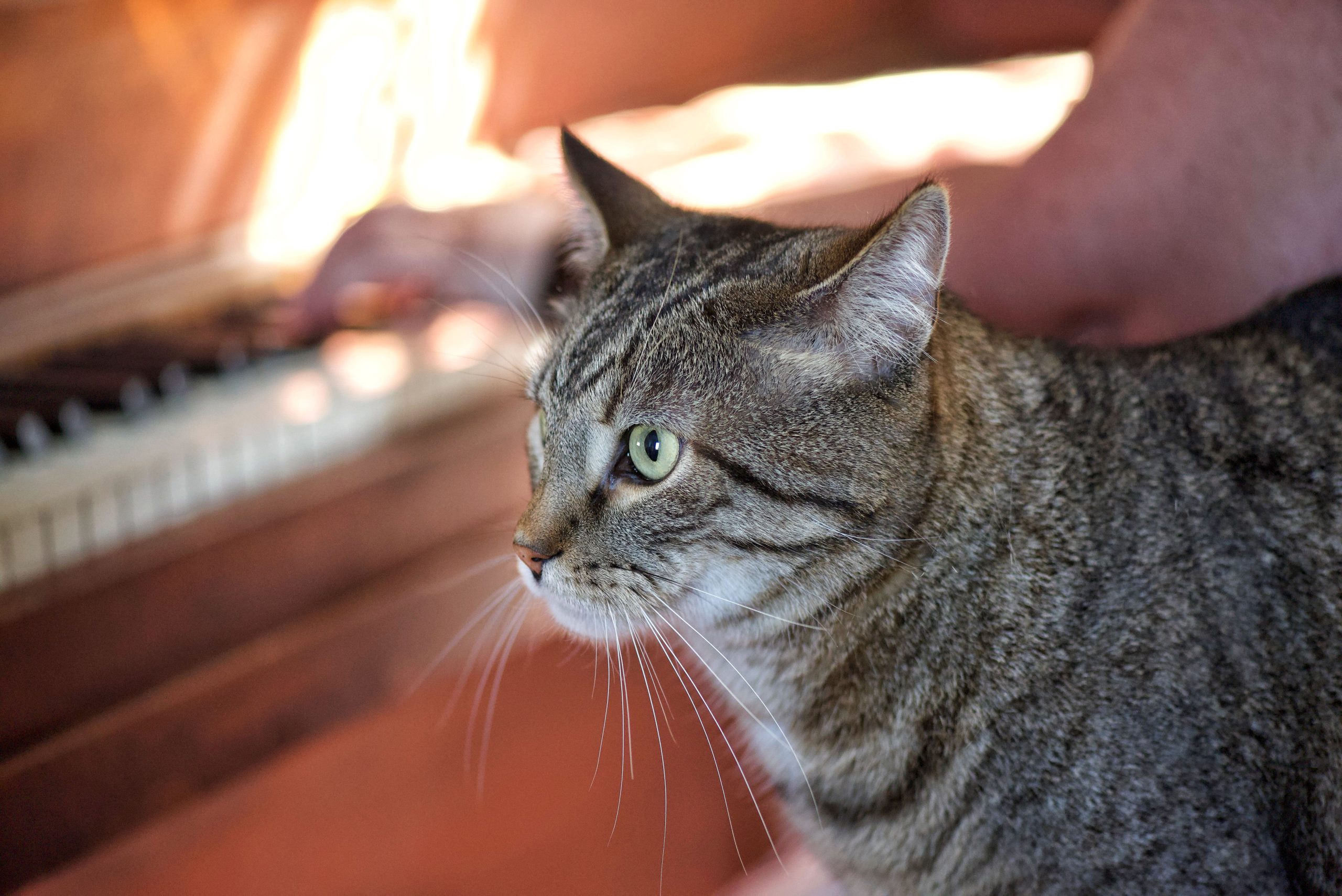 a-house-cat-sits-quietly-and-listens-to-a-middle-a-2023-11-27-04-50-56-utc-min