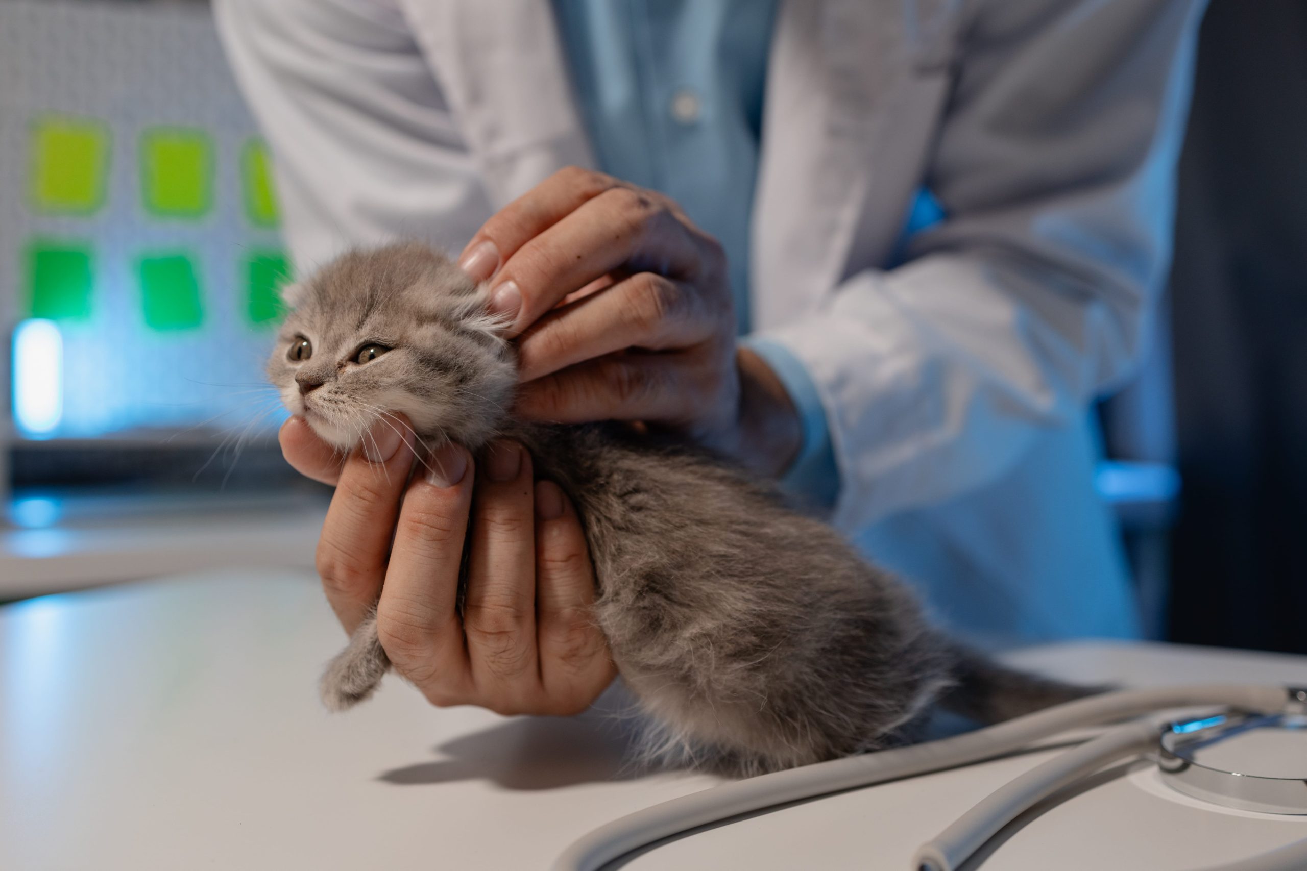 a-lovely-little-kitten-is-examined-by-a-veterinari-2024-07-03-18-41-37-utc-min