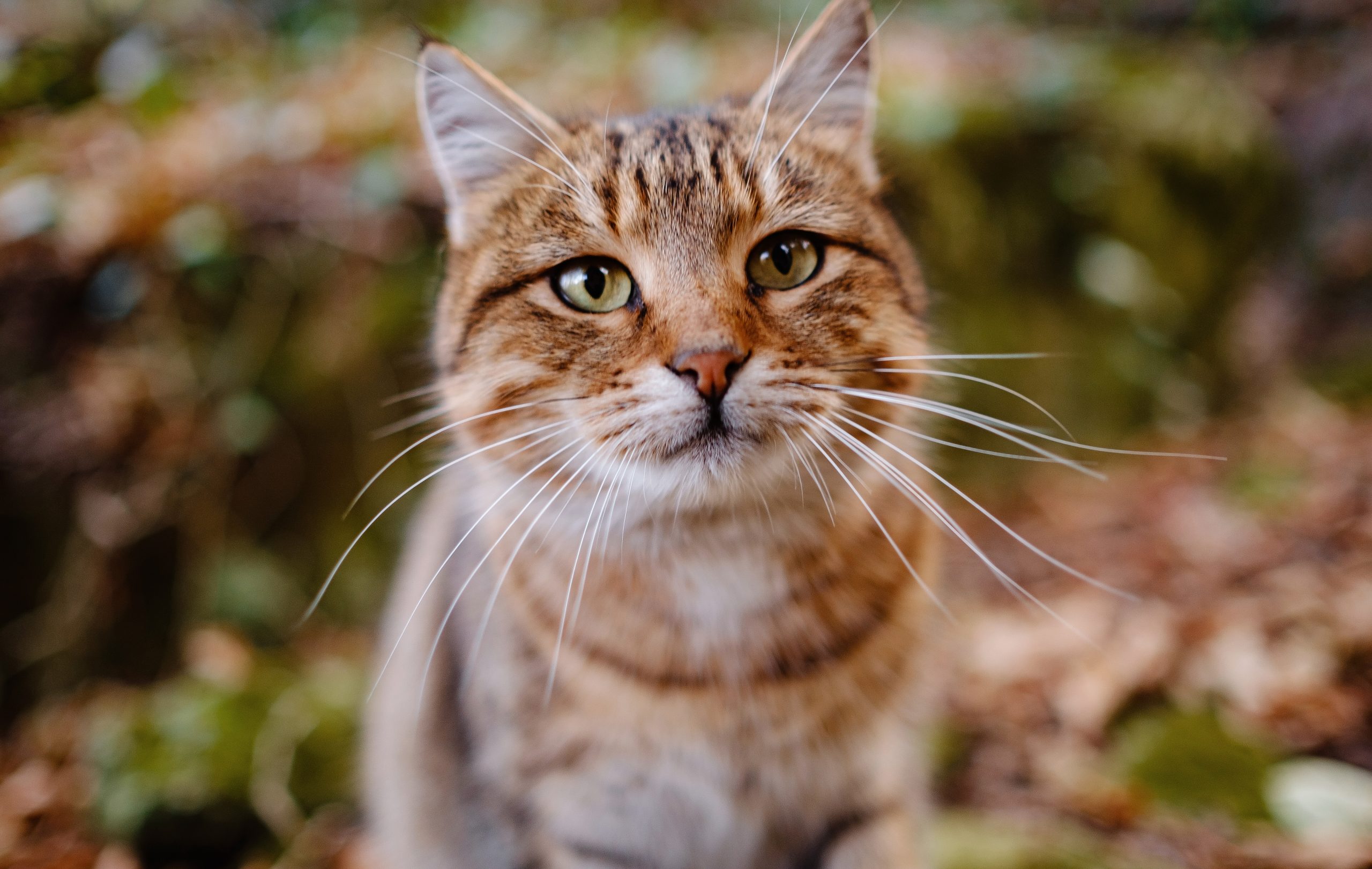 A Siberian tabby cat exploring the dark autumn forest. fairytale character of fall forest