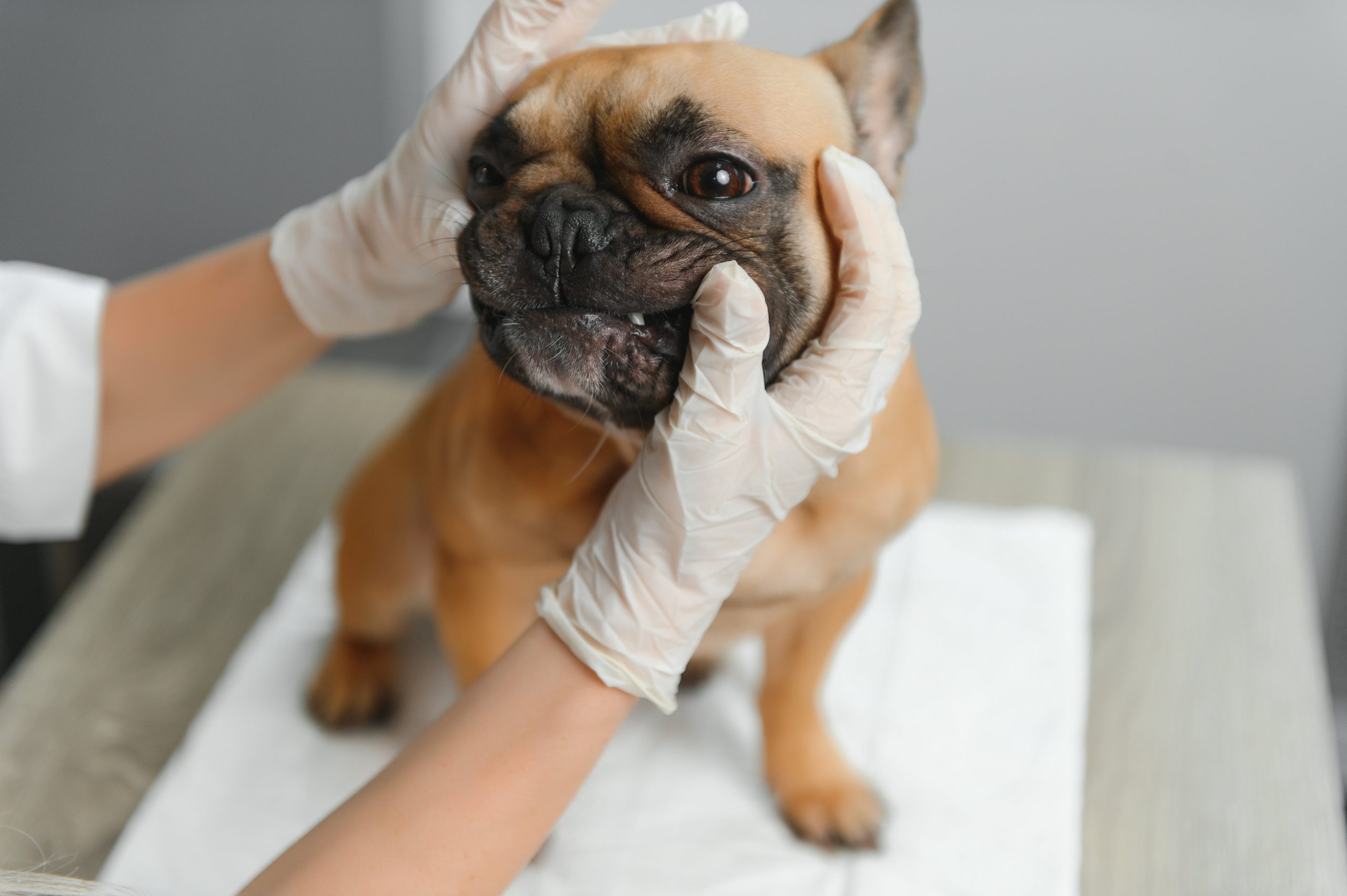 a-veterinarian-examines-a-dog-selective-focus-on-2023-11-27-05-25-08-utc-min