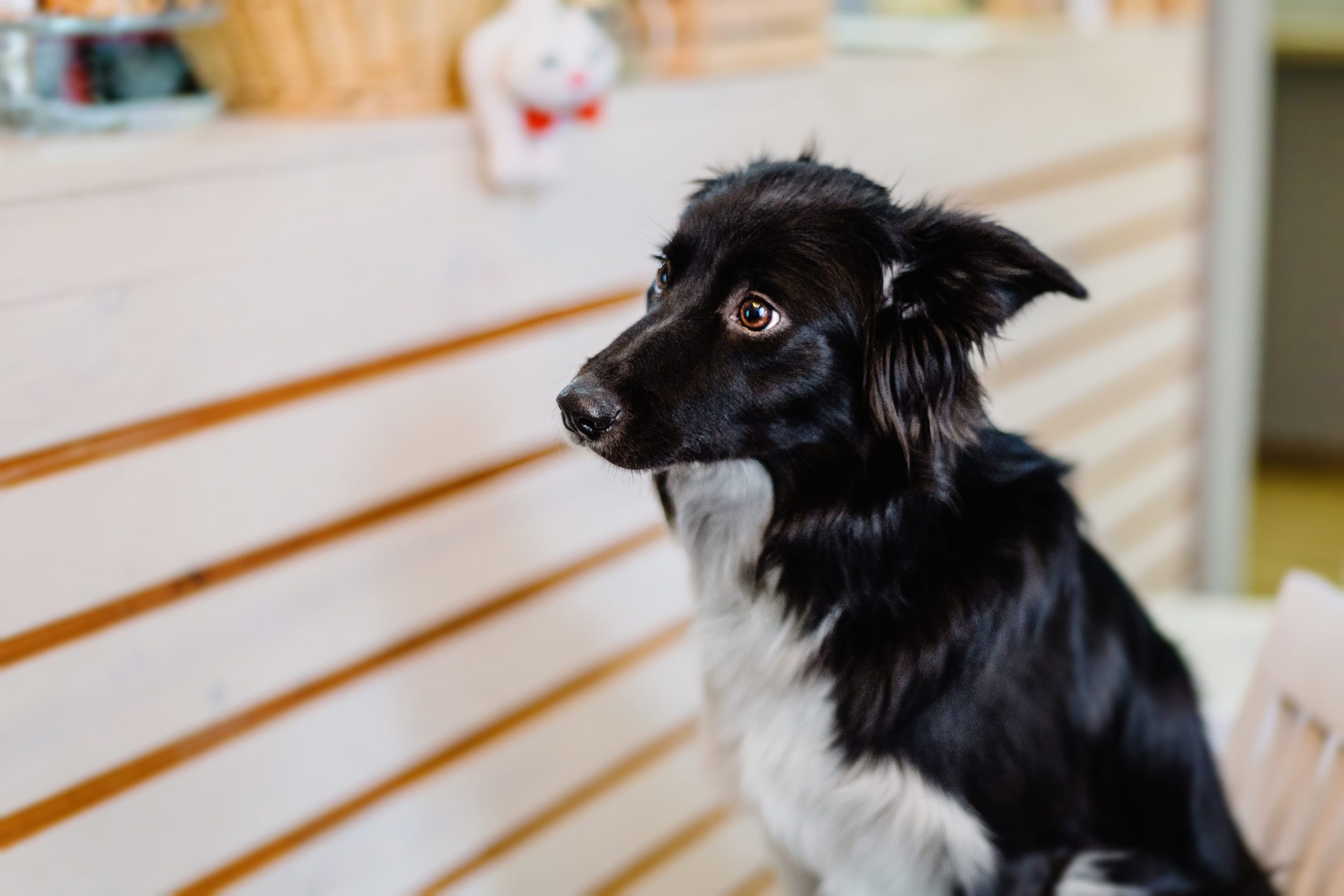 adorable-border-collie-puppy-dog-at-home-begging-2023-11-27-05-20-31-utc-min