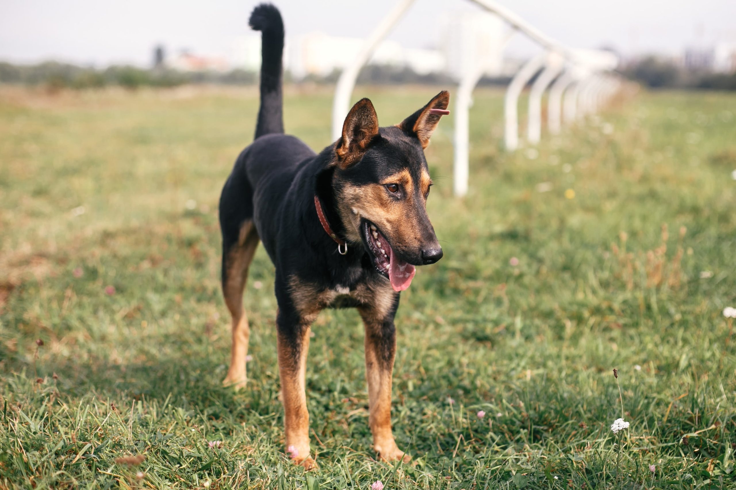 adorable-dog-with-sweet-emotions-2023-11-27-04-53-52-utc-min