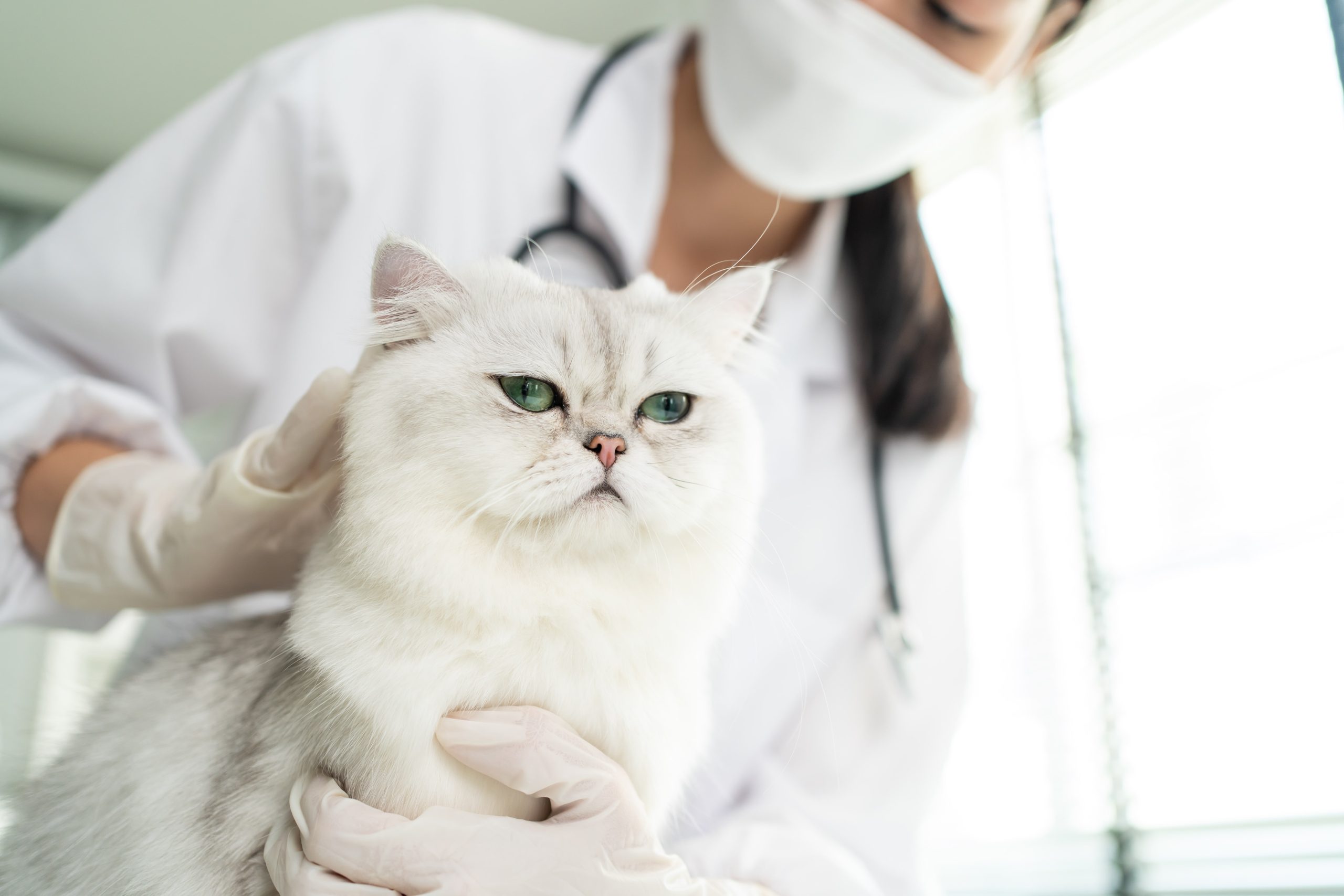 asian-veterinarian-examine-cat-during-appointment-2023-11-27-05-31-04-utc-min