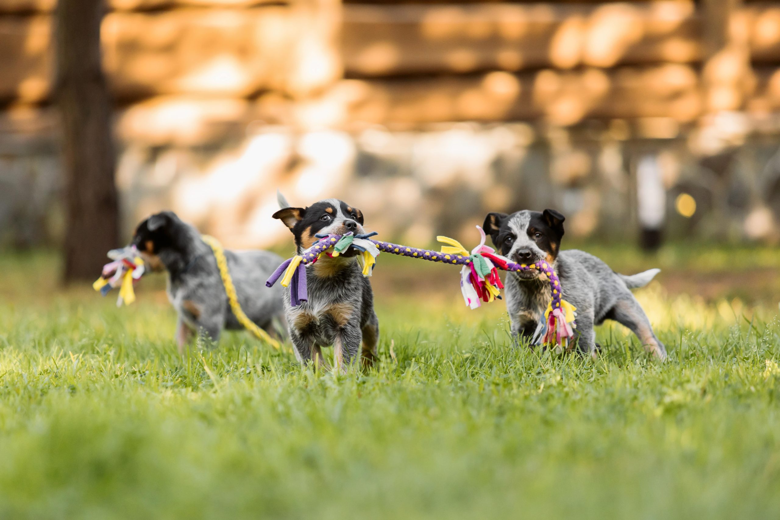 australian-cattle-dog-puppy-outdoor-blue-and-red-2023-11-27-04-53-22-utc-min