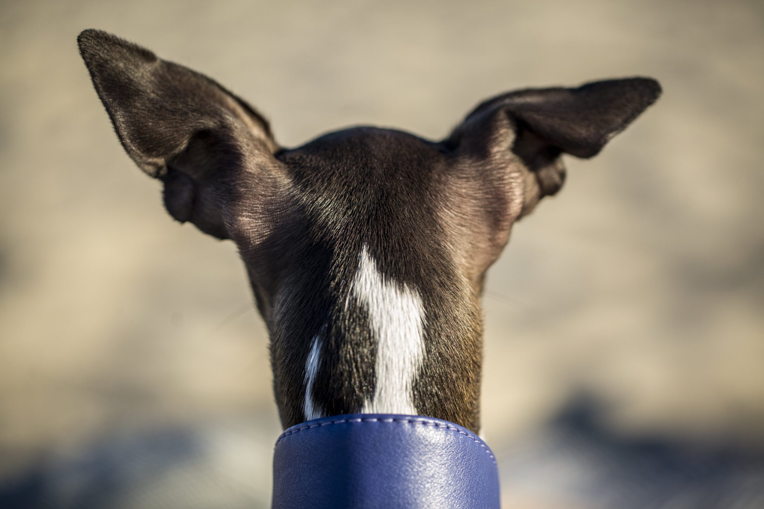 back-view-of-a-pointy-eared-dog-with-a-thick-leath-2023-11-27-05-21-37-utc-min