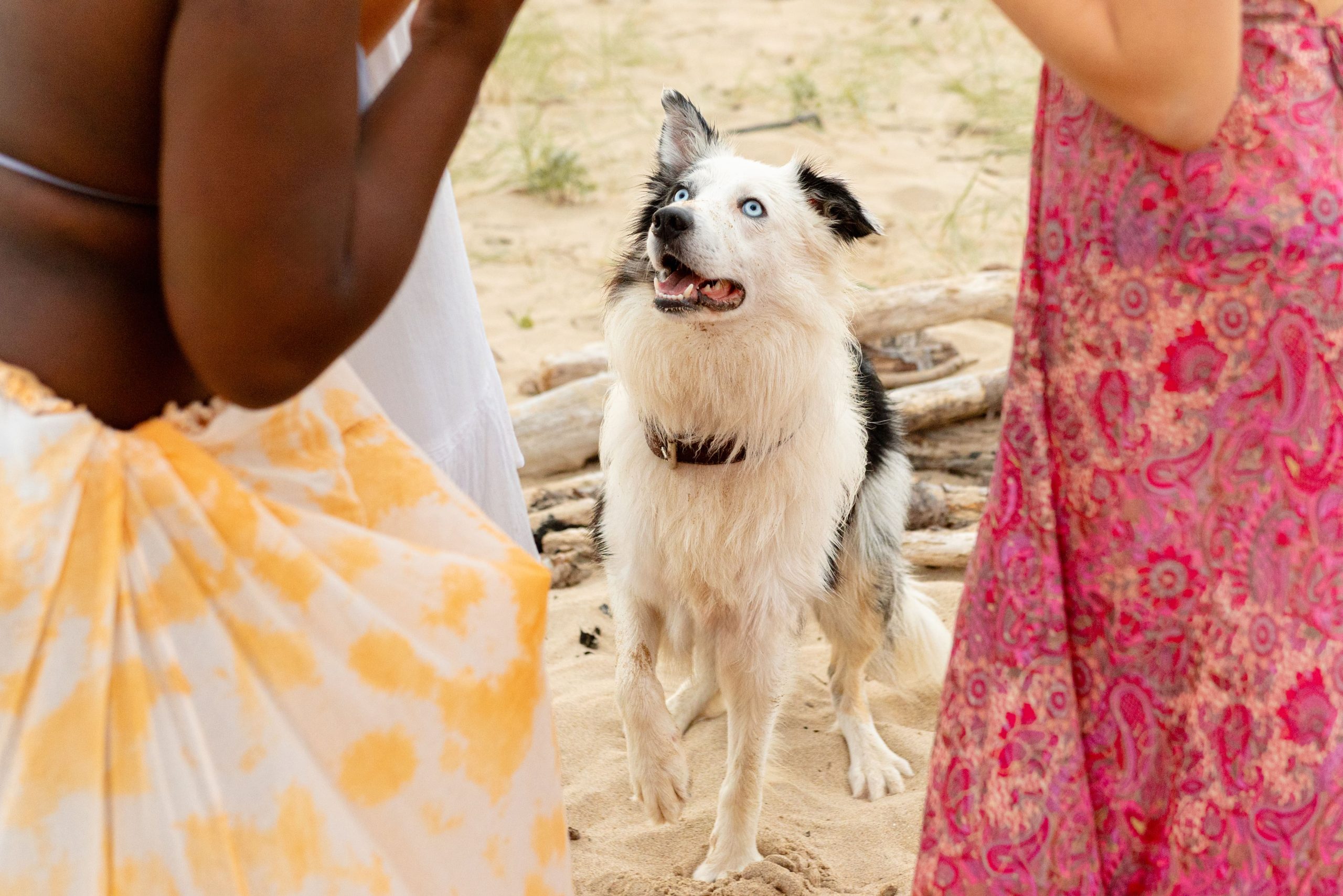 border-collie-dog-on-the-beach-2024-07-02-19-52-15-utc-min