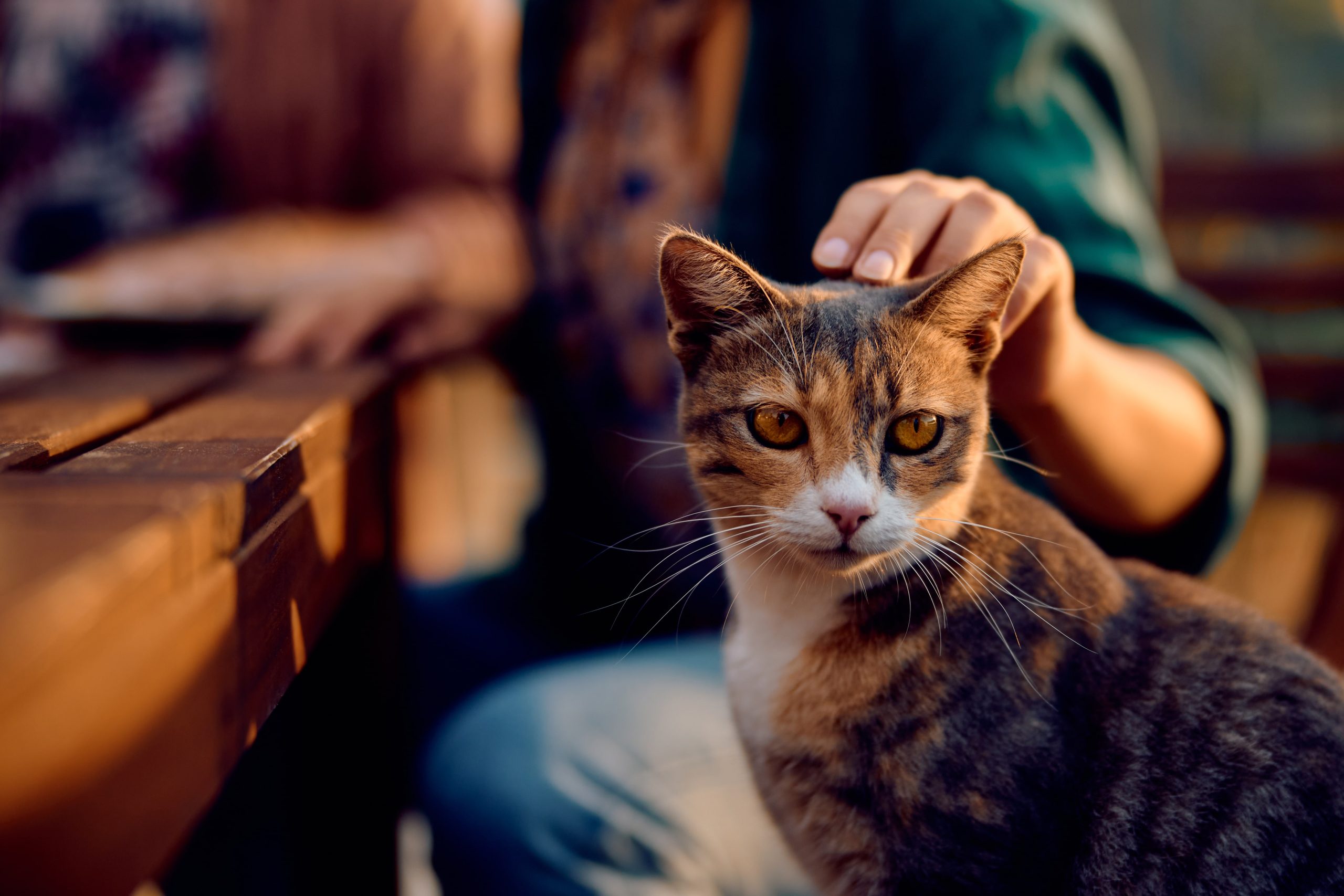 cat-being-cuddled-by-a-woman-on-a-patio-2024-02-02-23-05-42-utc-min