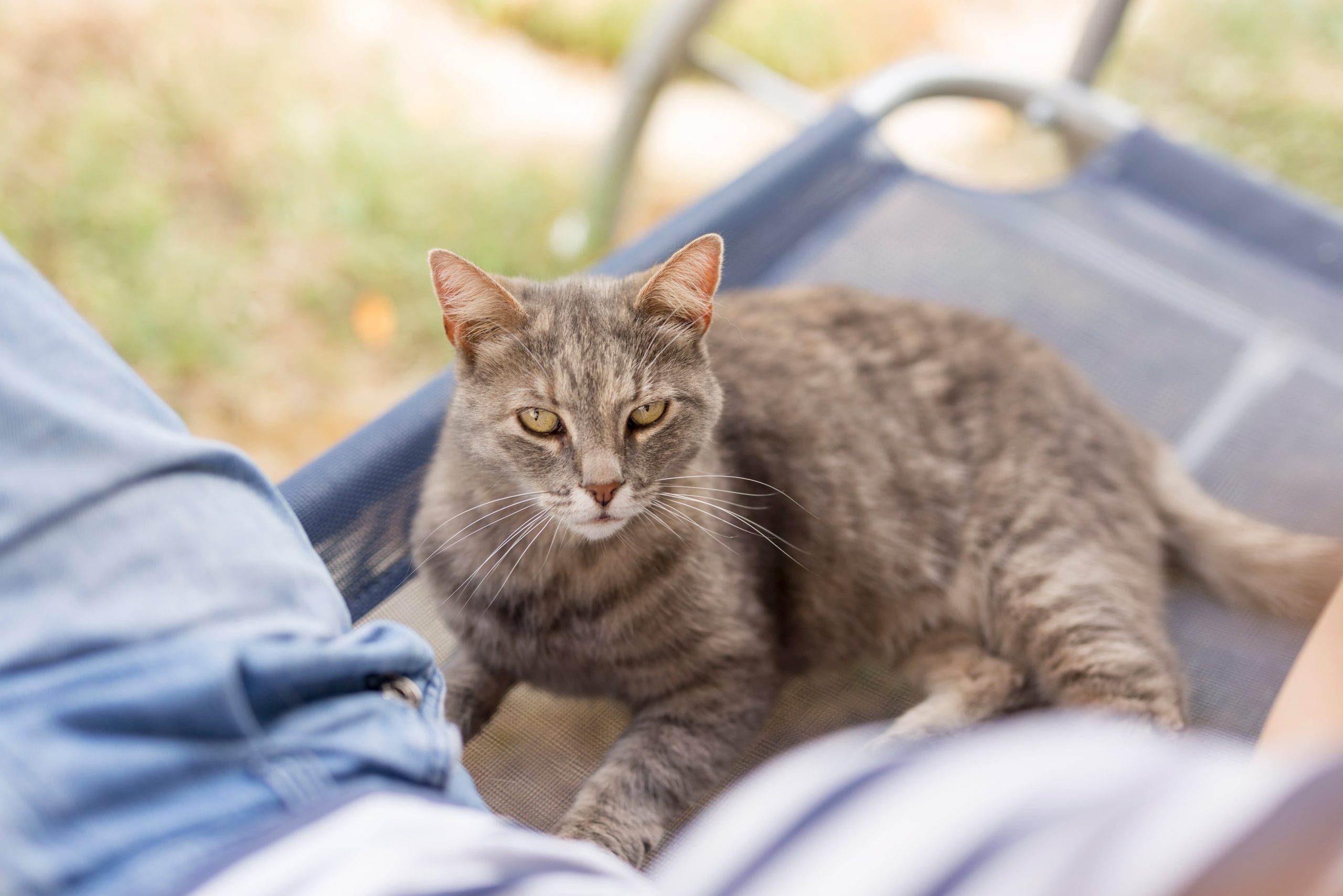 cat-climbing-in-its-owner-s-lap-2023-11-27-05-07-52-utc-min