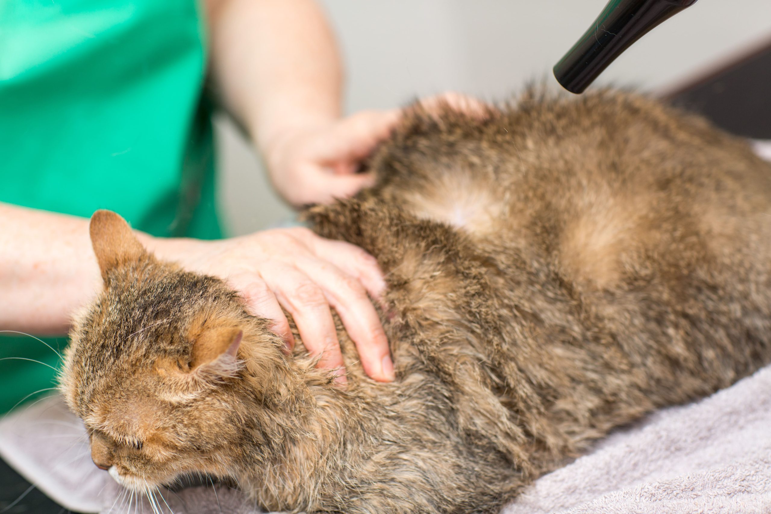 cat-dried-with-hairdryer-after-bath-pet-grooming-2023-11-27-05-32-36-utc-min