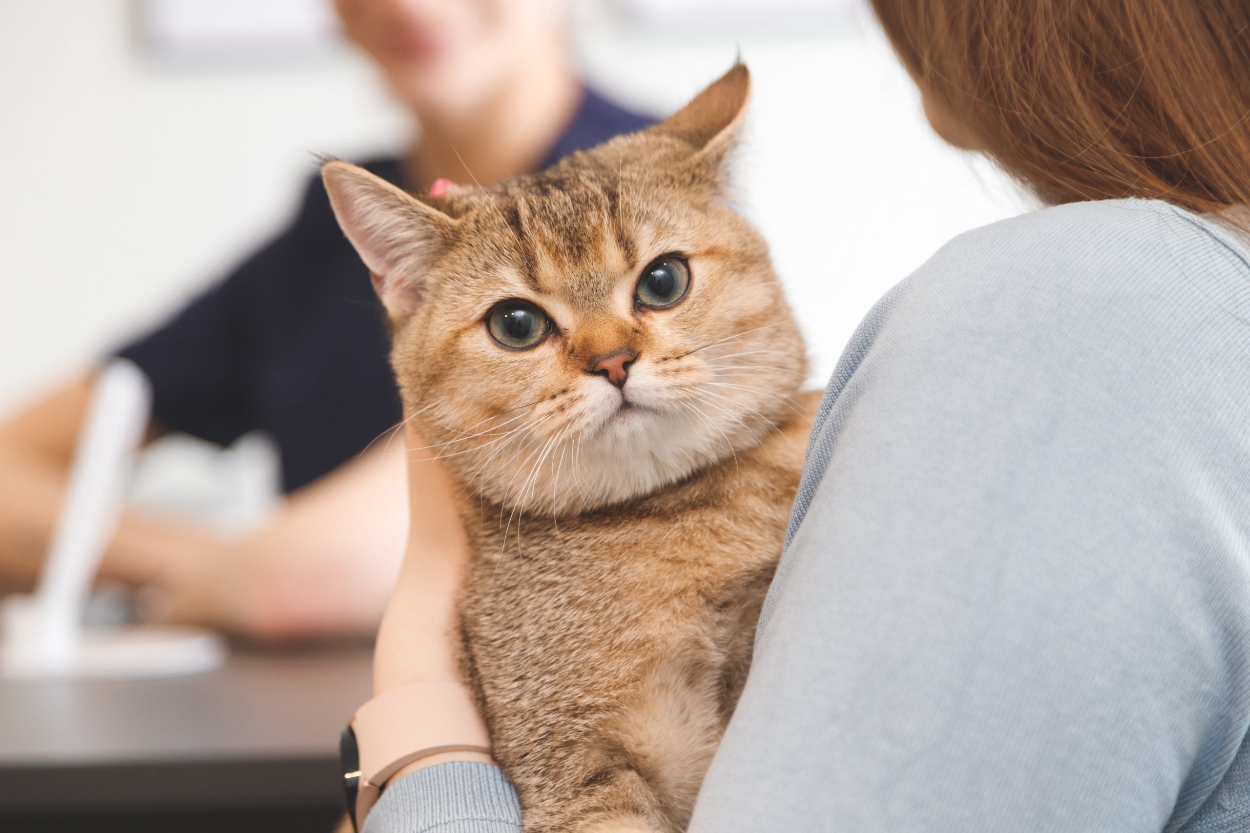 cat-on-womans-hands-at-reception-in-vet-clinic-an-2023-11-27-05-19-17-utc-min