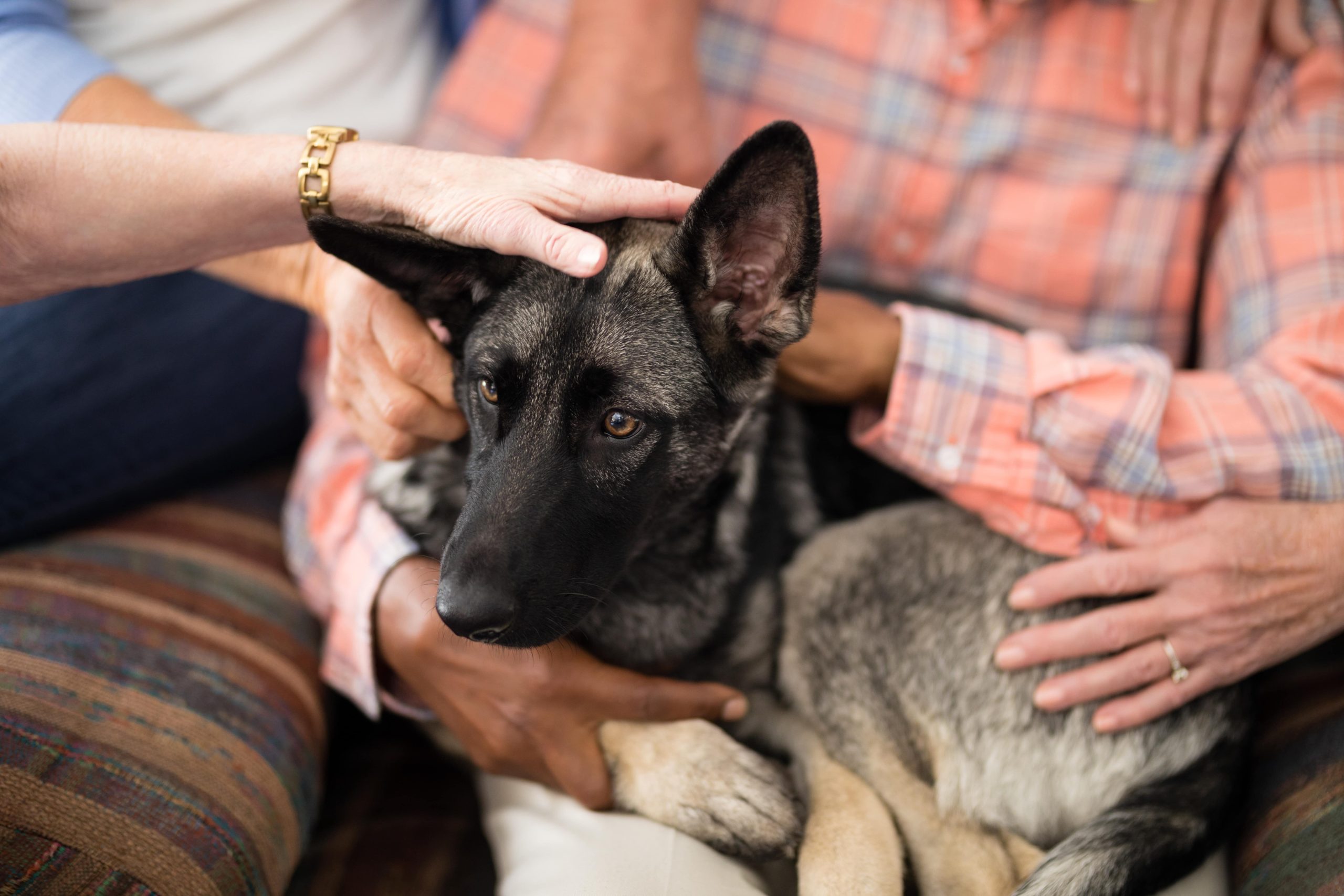 close-up-of-dog-resting-with-senior-people-and-pra-2023-11-27-05-24-12-utc-min