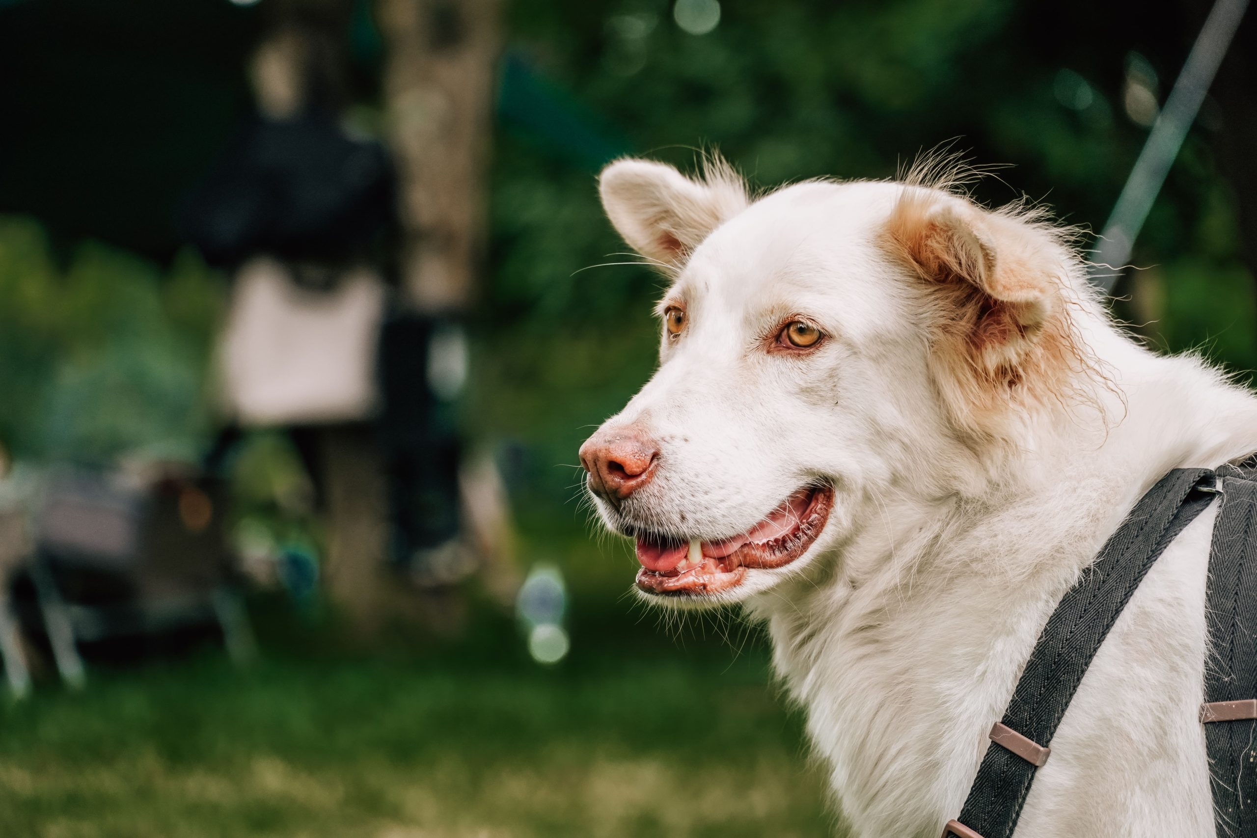 close-up-of-dog-see-something-white-dog-with-natu-2023-11-27-05-36-03-utc-min