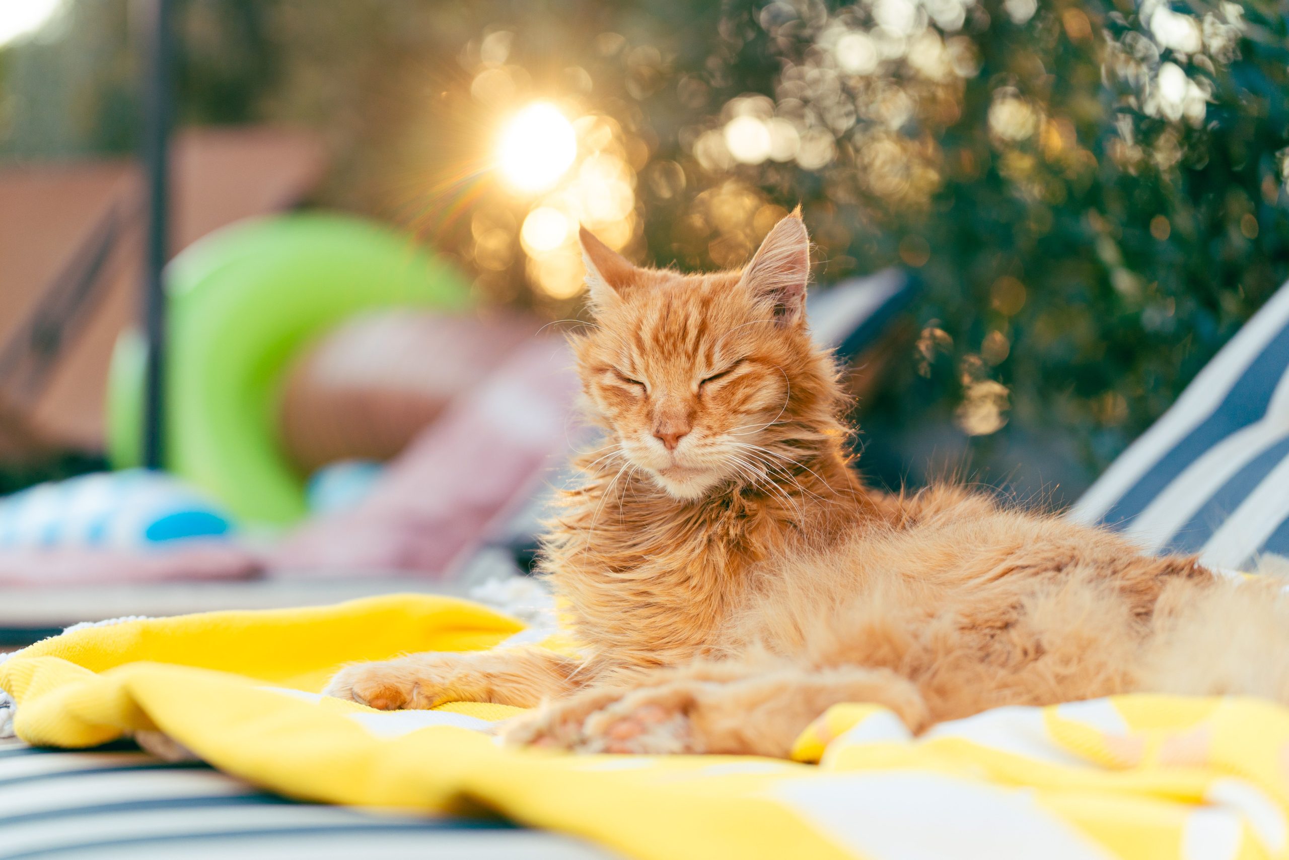 close-up-portrait-of-a-ginger-cat-with-green-eyes-2024-10-01-00-59-44-utc-min