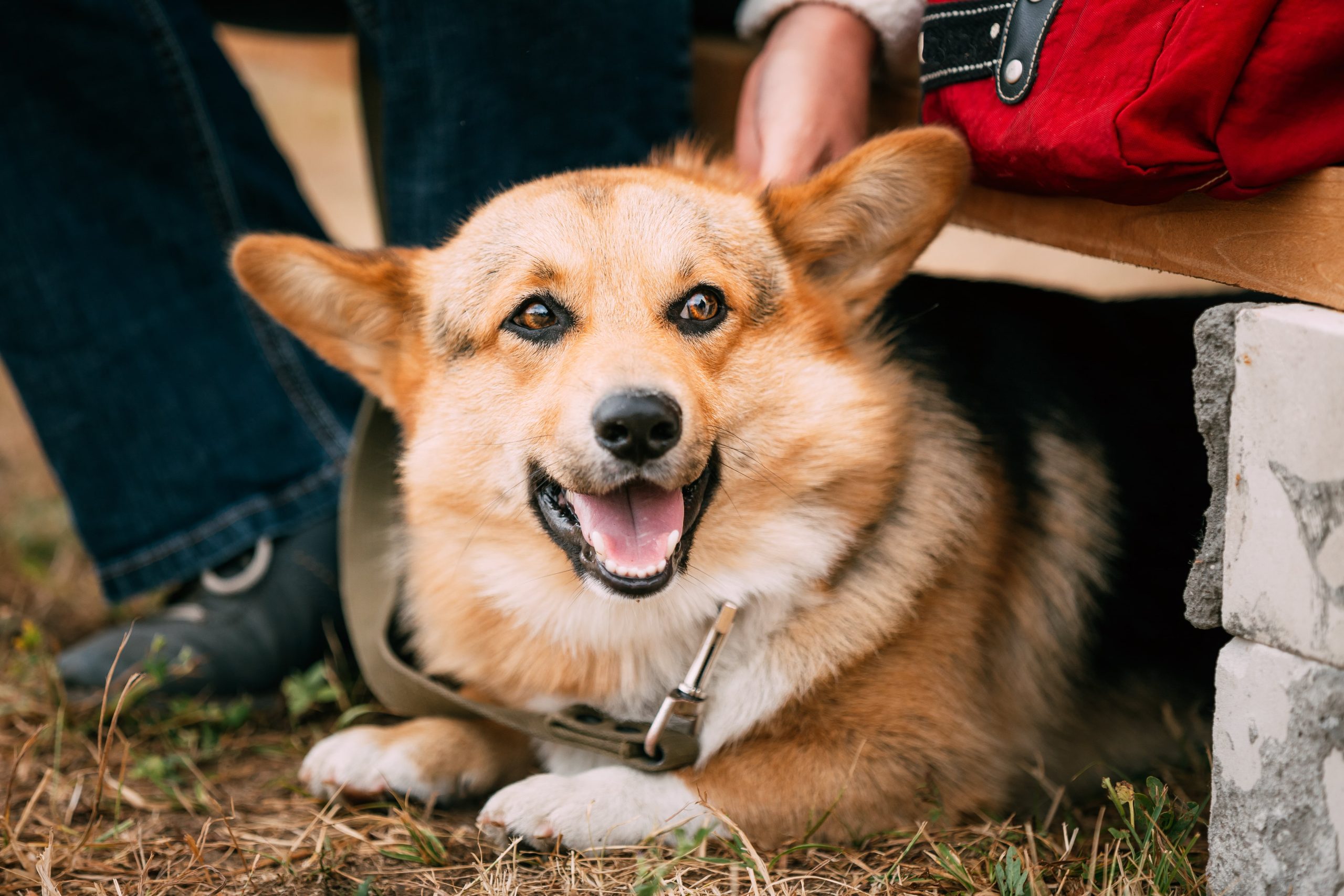 close-up-portrait-of-young-happy-welsh-corgi-dog-2023-11-27-05-02-59-utc-min