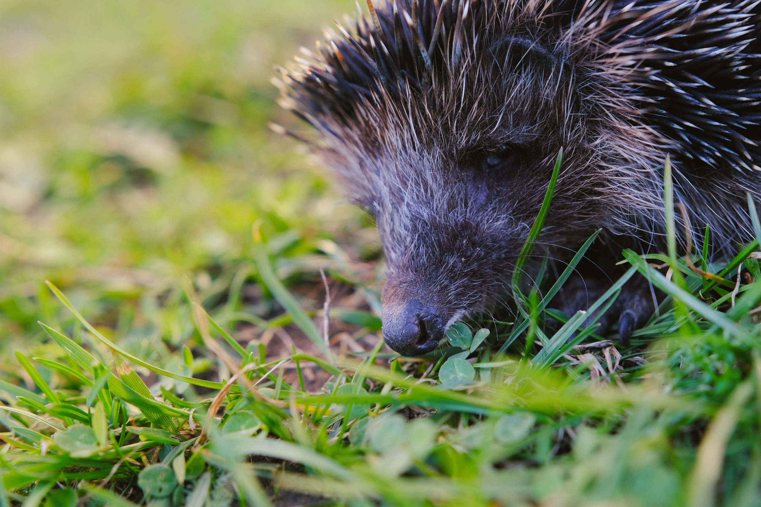 closeup-of-a-cute-hedgehog-perched-on-lush-green-g-2023-11-27-05-31-41-utc-min