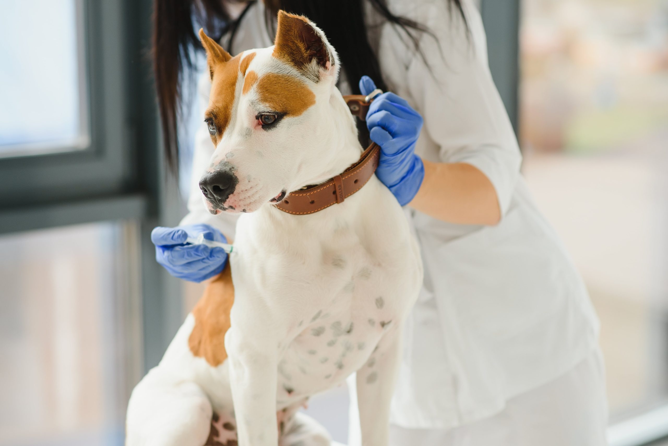 closeup-of-dog-with-female-veterinarian-in-clinic-2023-12-29-20-13-39-utc-min