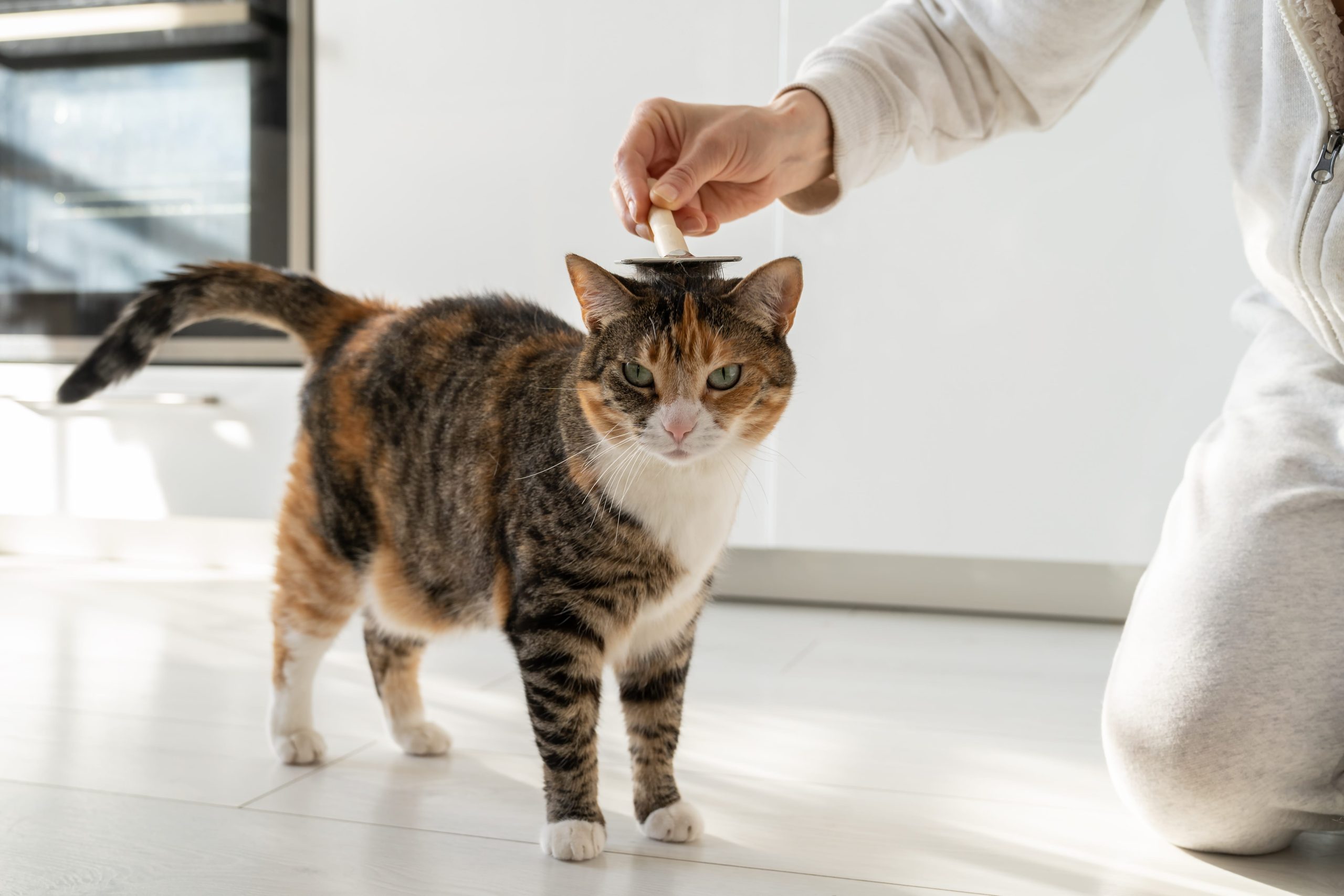 closeup-of-female-combing-fur-cat-with-brush-on-th-2023-11-27-05-31-53-utc-min