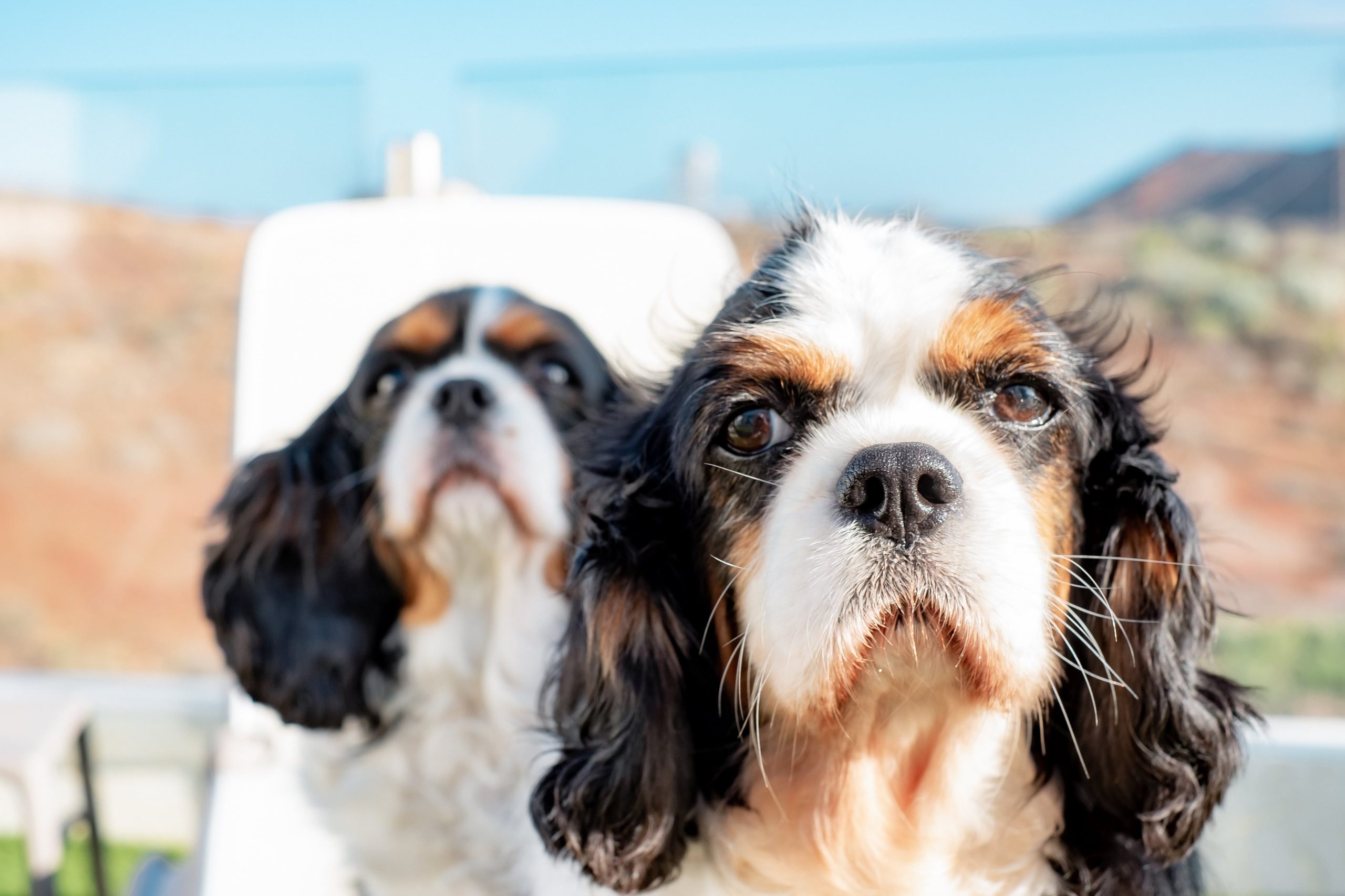 closeup-portrait-of-cute-couple-of-dogs-cavalier-k-2024-11-02-23-12-44-utc-min