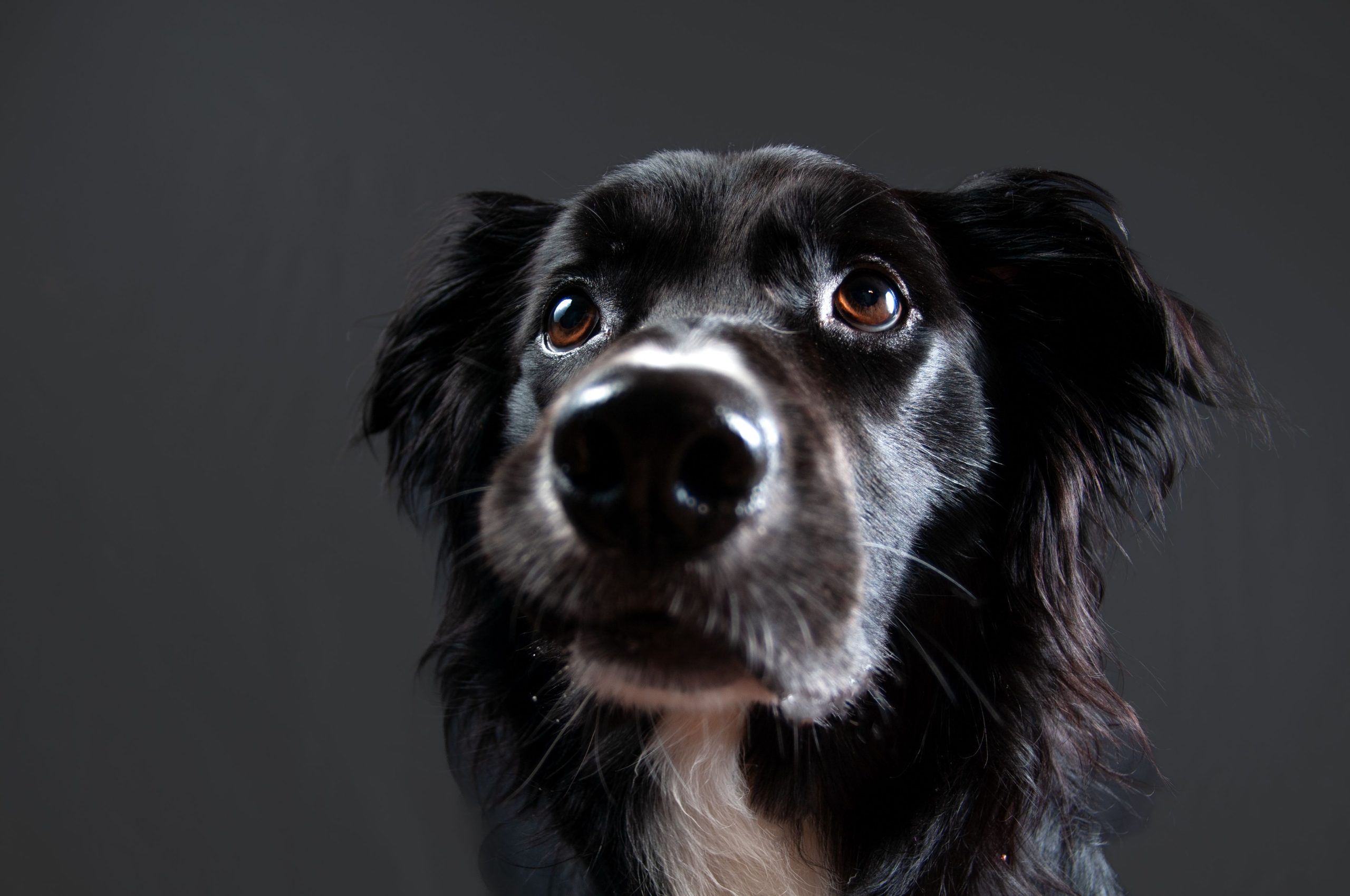 closeup-shot-of-a-beautiful-black-dog-with-bright-2023-11-27-05-07-18-utc-min