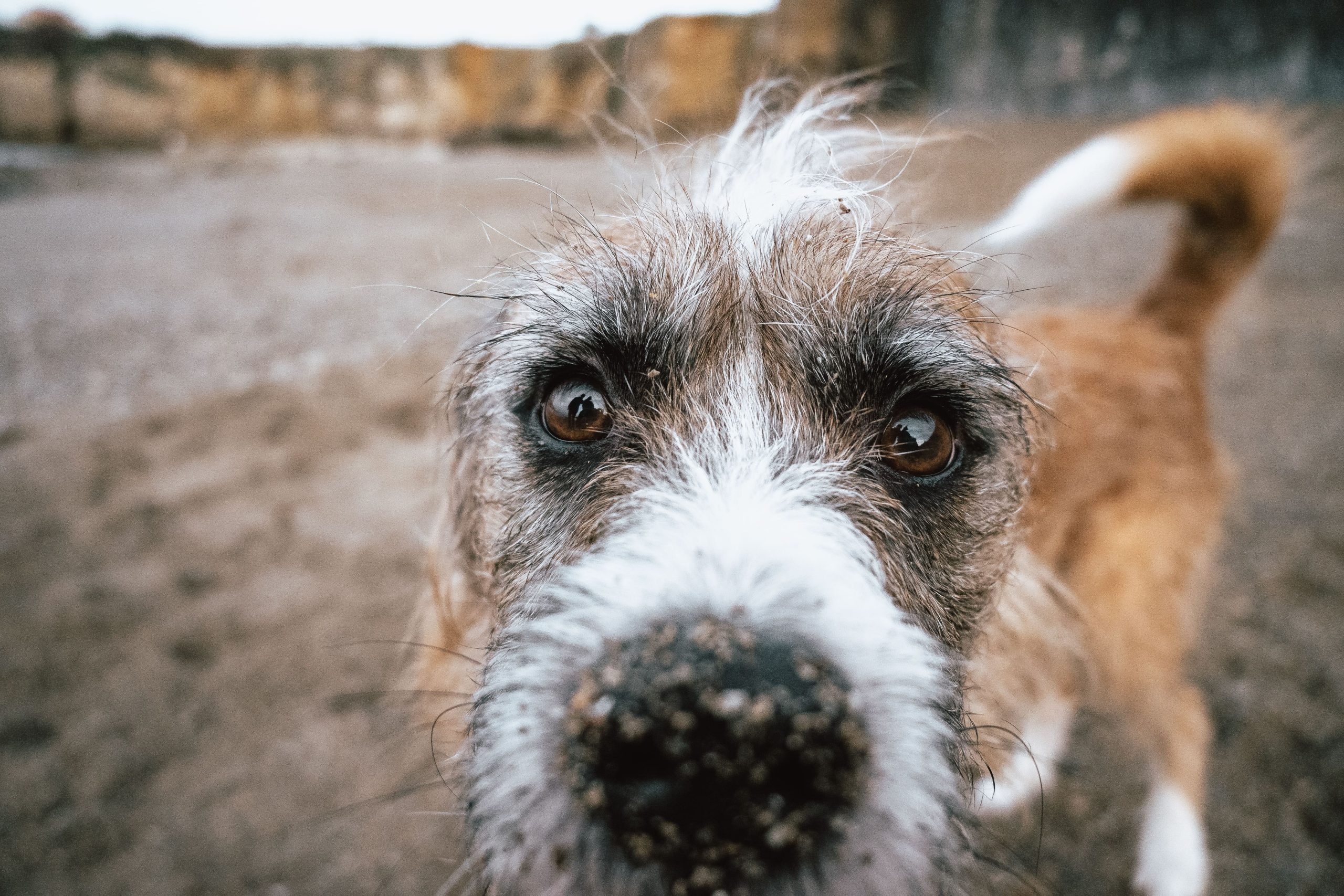 closeup-shot-of-a-cute-brown-dog-on-a-sandy-ground-2023-11-27-05-19-56-utc-min