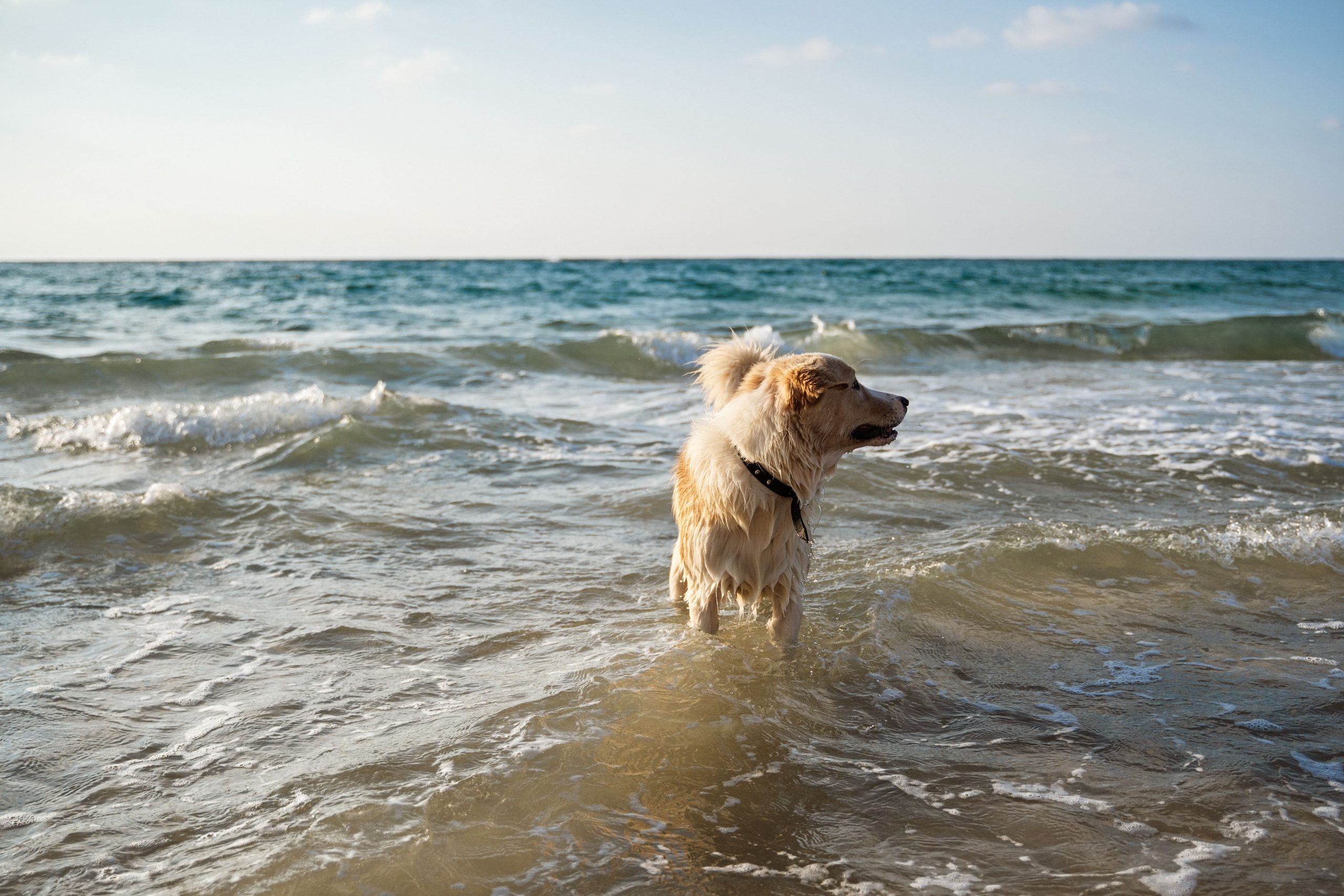 closeup-shot-of-a-cute-white-dog-playing-in-the-wa-2023-11-27-05-31-22-utc-min