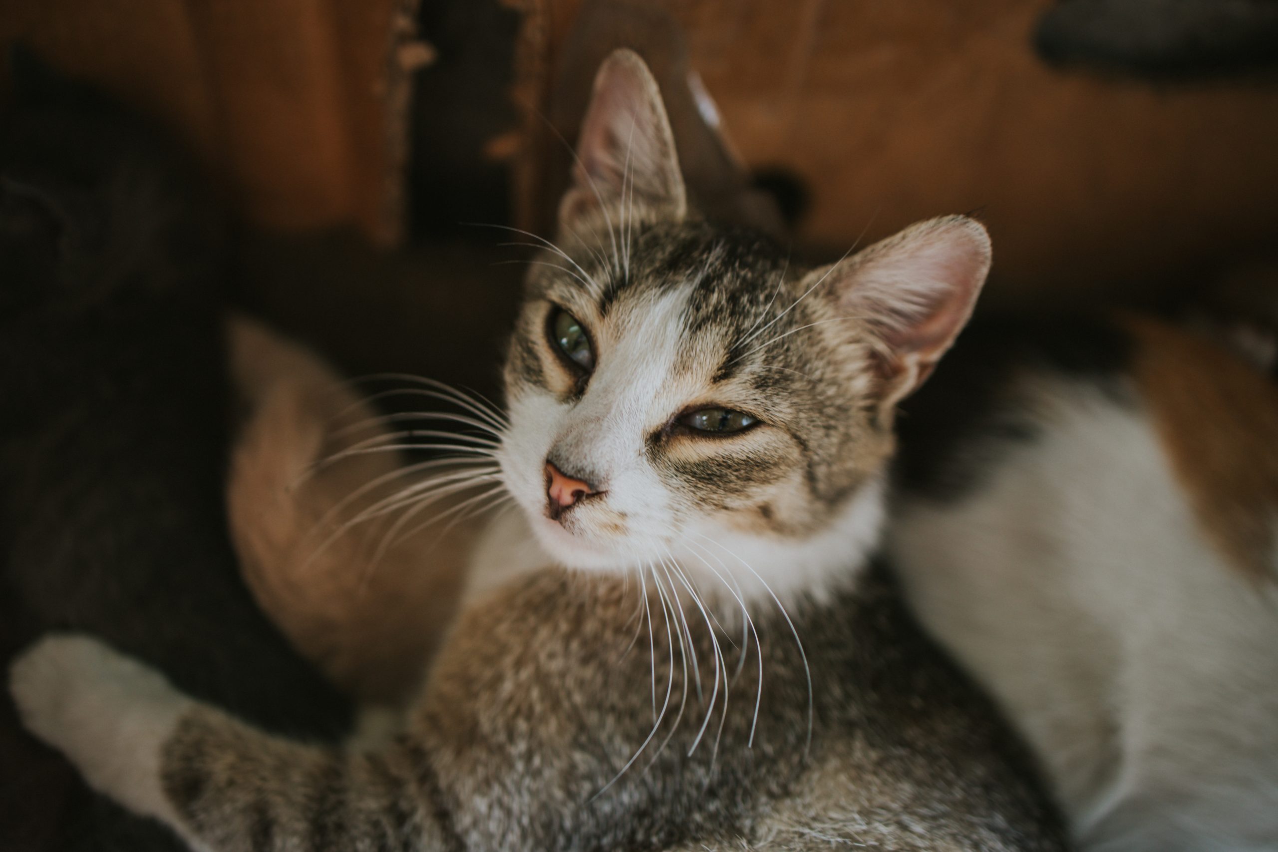 A closeup shot of the domestic short-haired cat