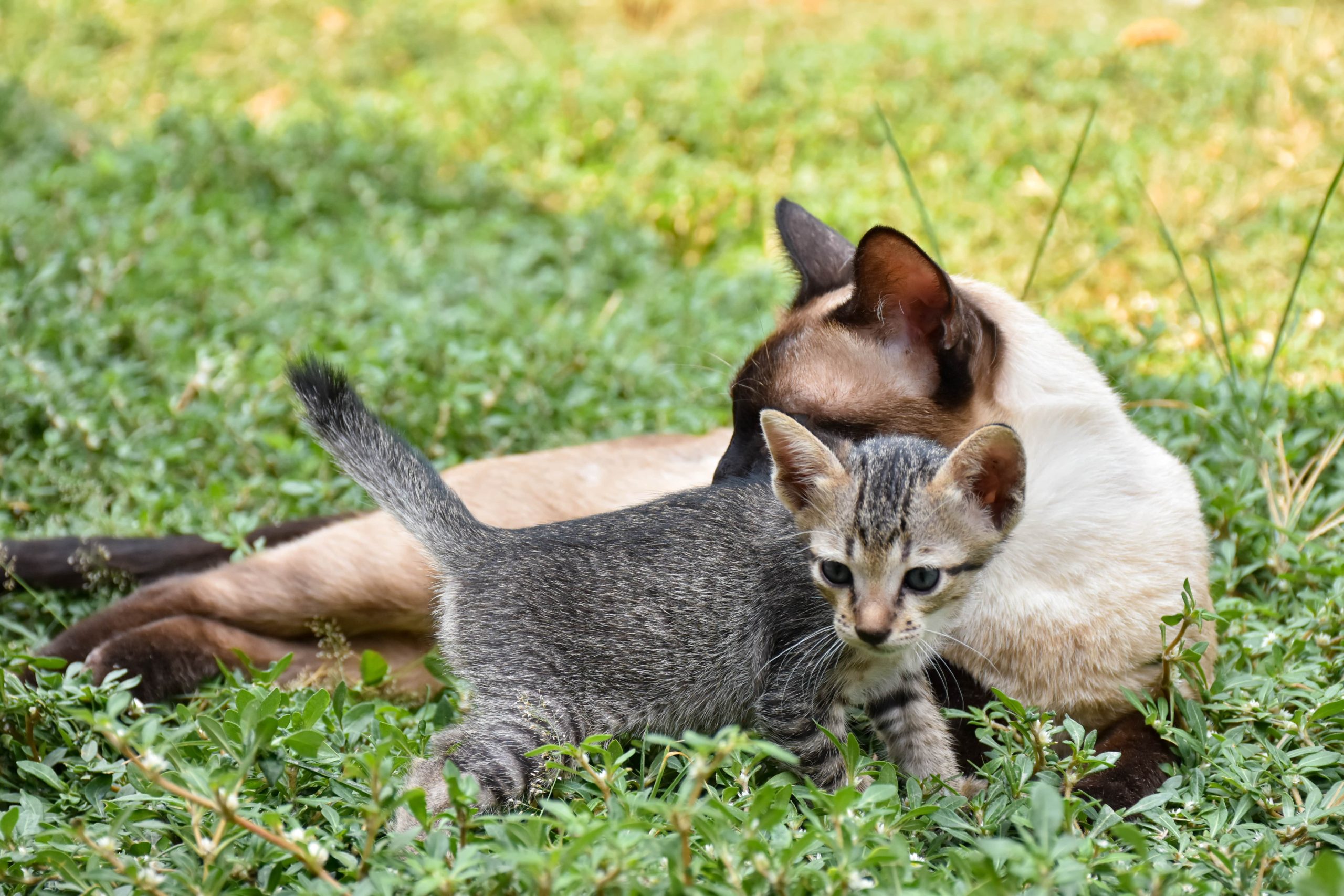 cute-baby-tabby-kitten-in-the-grass-on-a-summer-da-2023-11-27-05-18-53-utc-min