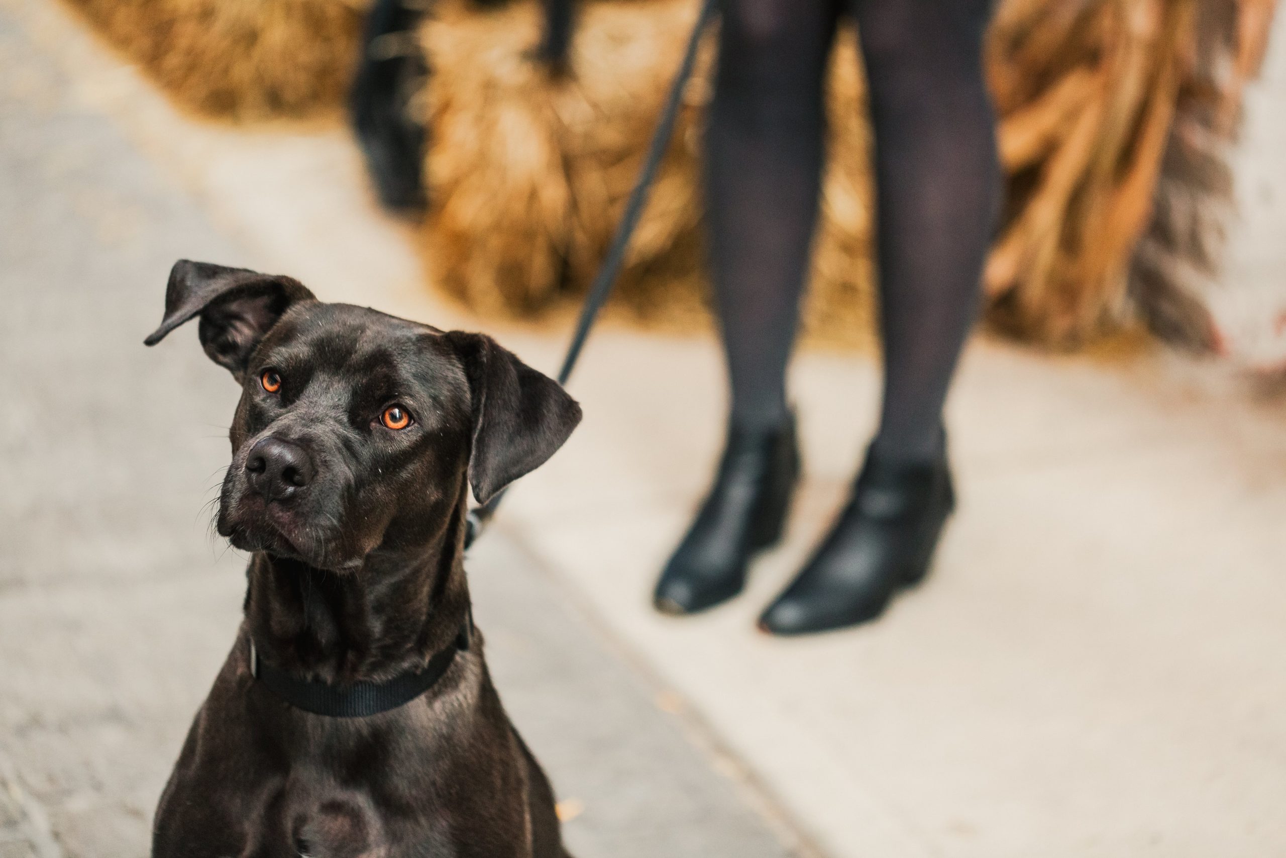 cute-black-lab-pit-bull-mix-dog-with-a-white-patch-2023-11-27-05-35-16-utc-min