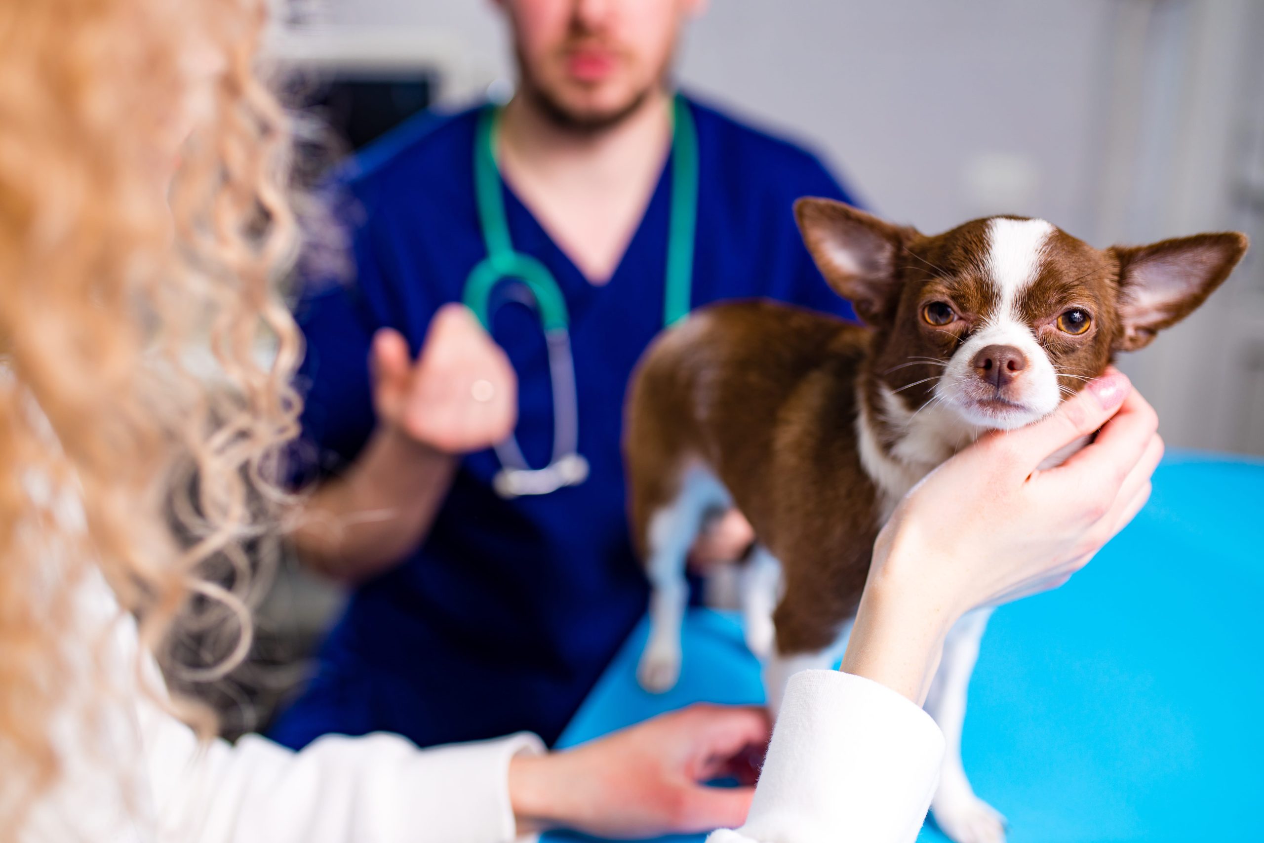 cute-chihuahua-dog-is-being-examined-by-the-veteri-2024-10-30-21-19-11-utc-min