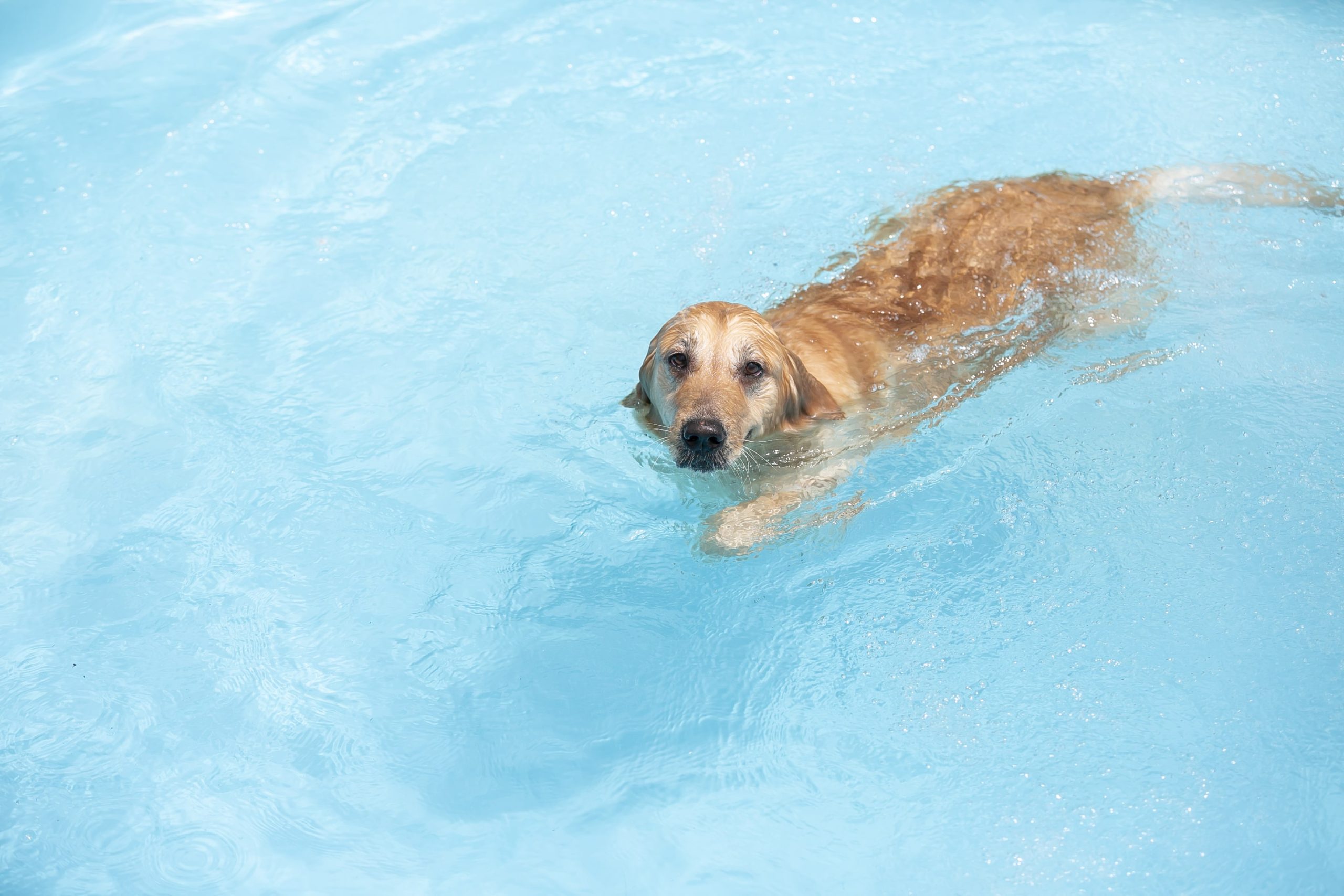 cute-dog-swimming-in-the-blue-water-2023-11-27-04-56-34-utc-min