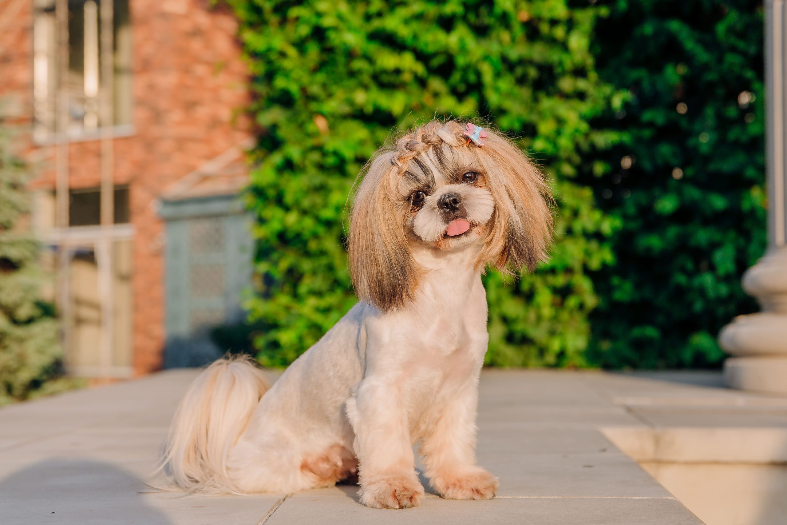 cute-funny-shih-tzu-breed-dog-outdoors-dog-groomi-2023-11-27-04-52-40-utc-min