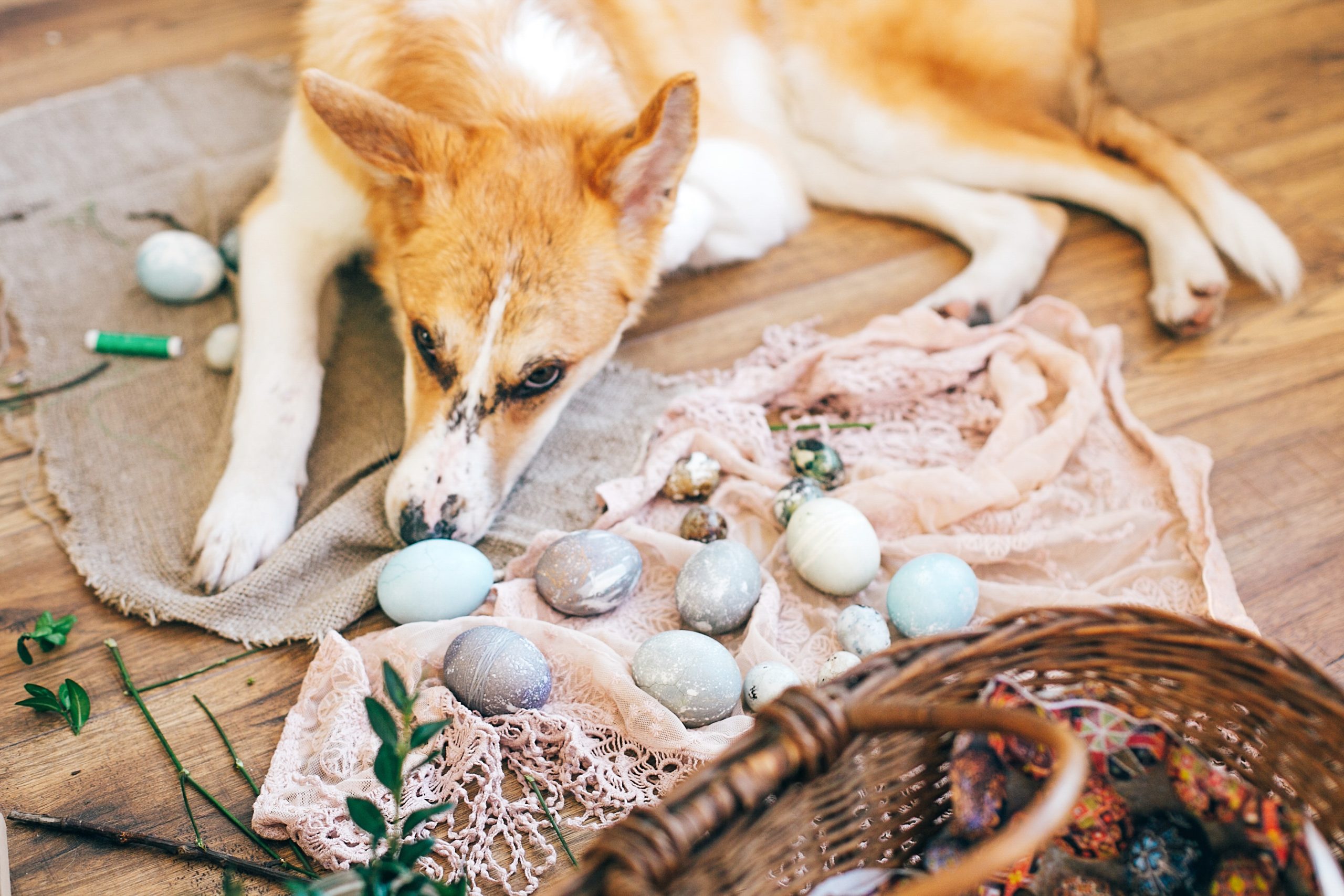 Cute golden dog sleeping at stylish easter eggs, wicker basket with holiday food, flowers on rustic wooden background in light. Happy Easter preparations. Cute puppy