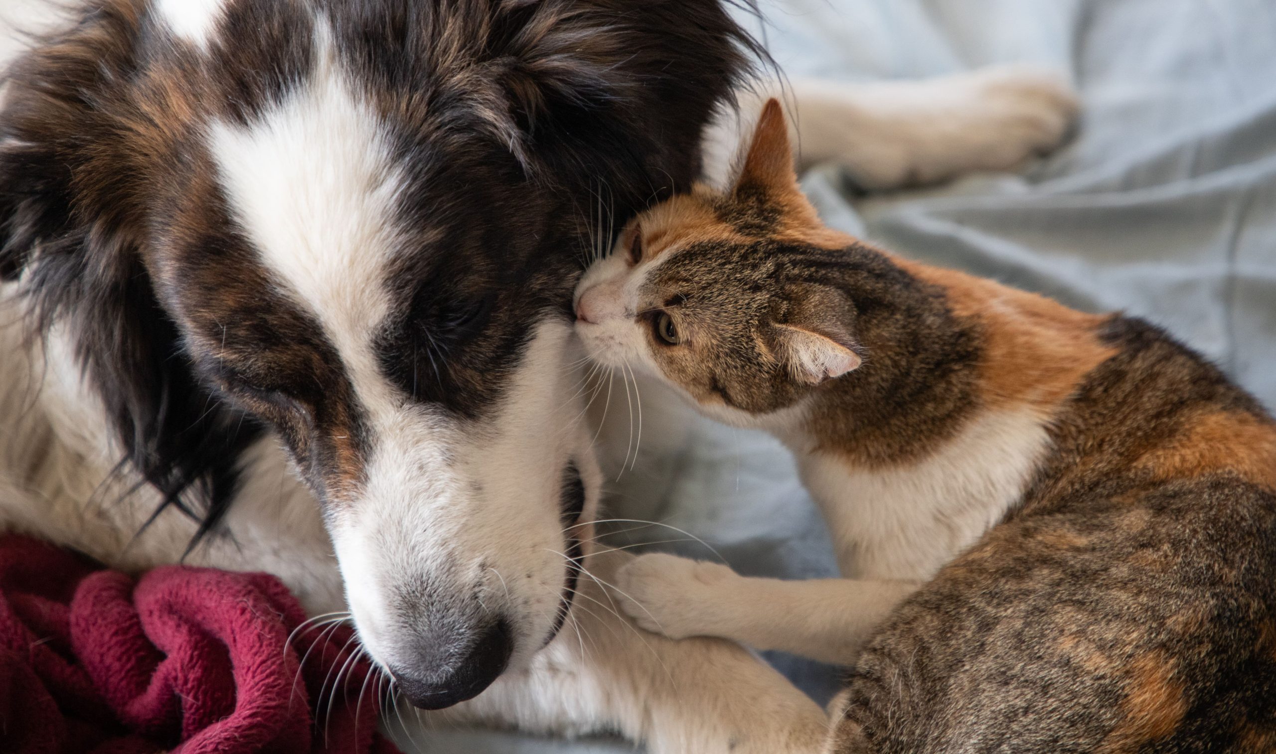 cute-little-cat-and-dog-in-bed-2024-03-28-01-56-08-utc-min