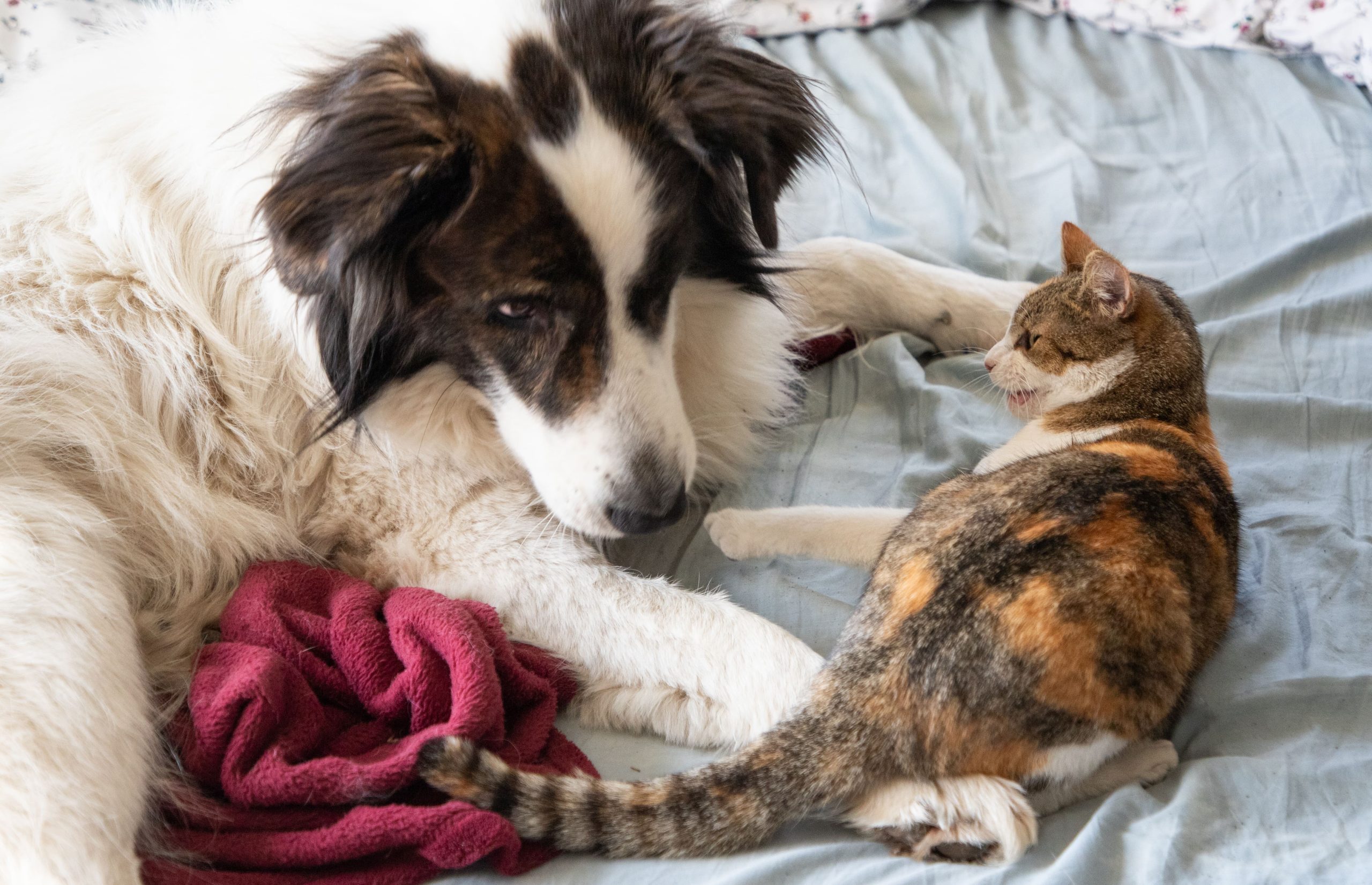 cute-little-cat-and-dog-in-bed-2024-03-28-01-56-08-utc-min