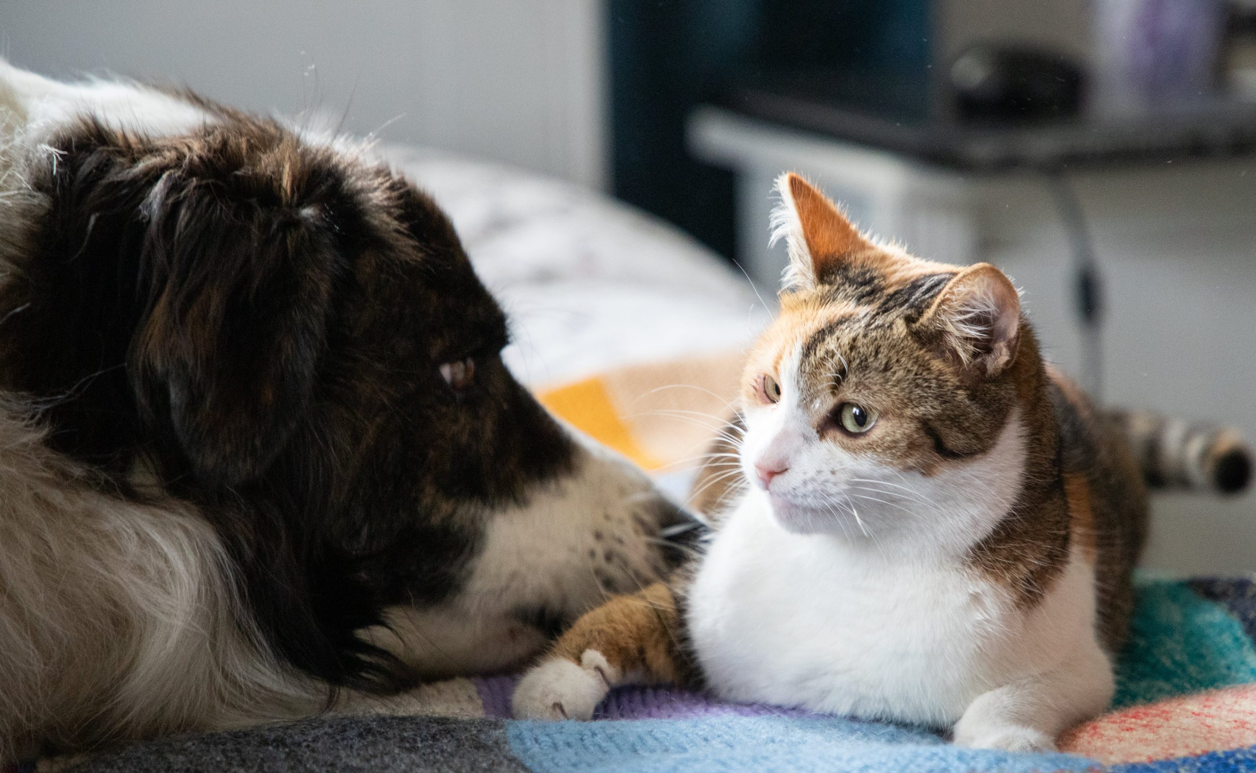 cute-little-dog-and-cat-in-bed-2024-02-22-13-06-13-utc-min