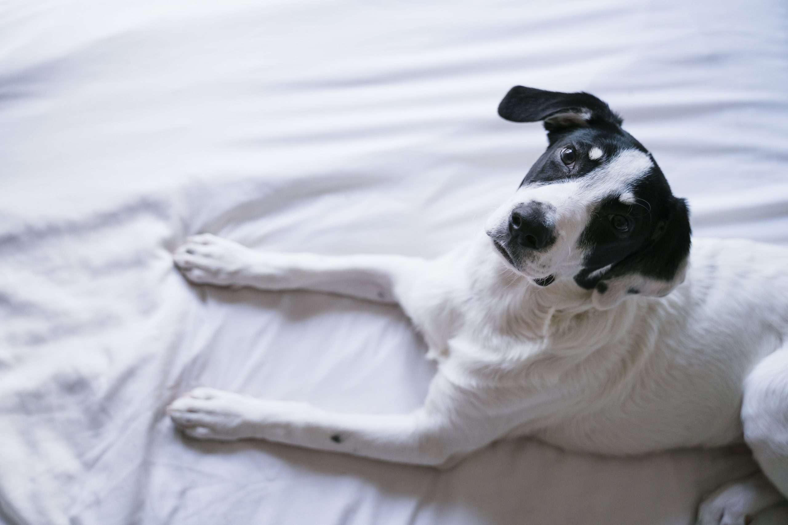 cute-puppy-dog-on-bed-looking-at-the-camera-mixed-2024-11-02-23-44-35-utc-min