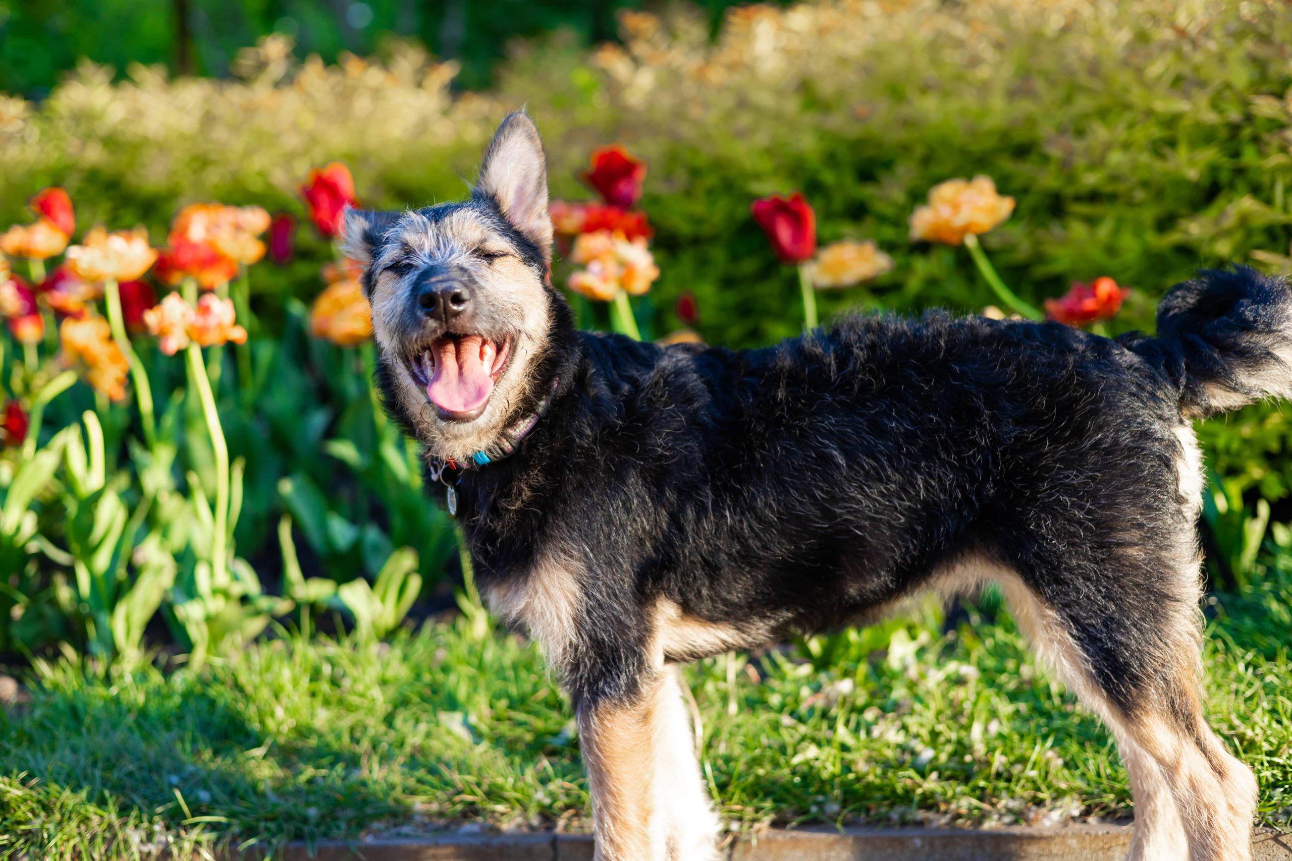 cute-small-dog-puppy-relaxing-in-the-garden-near-t-2023-11-27-04-58-50-utc-min