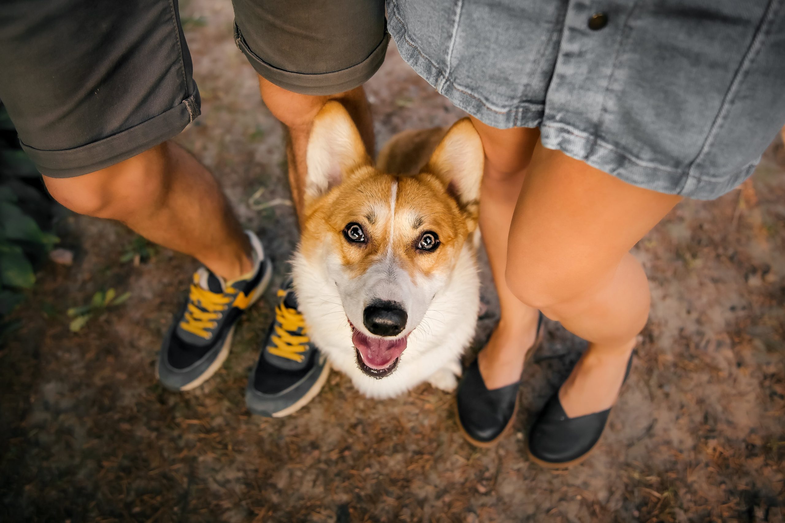 cute-welsh-corgi-dog-outdoor-dog-portrait-pet-on-2023-11-27-04-59-42-utc-min