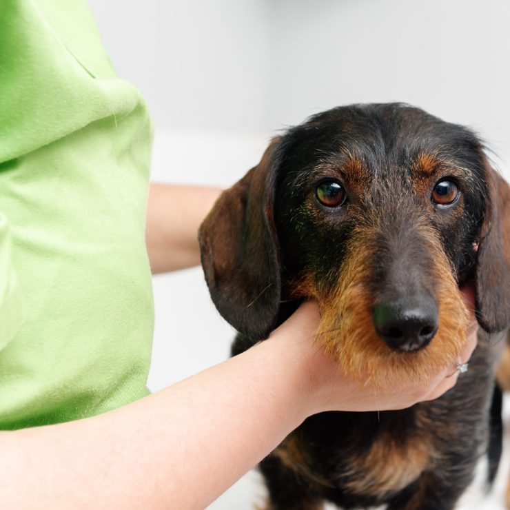 dachshund breed dog at the vet being examined 2023 11 27 05 36 26 utc min scaled