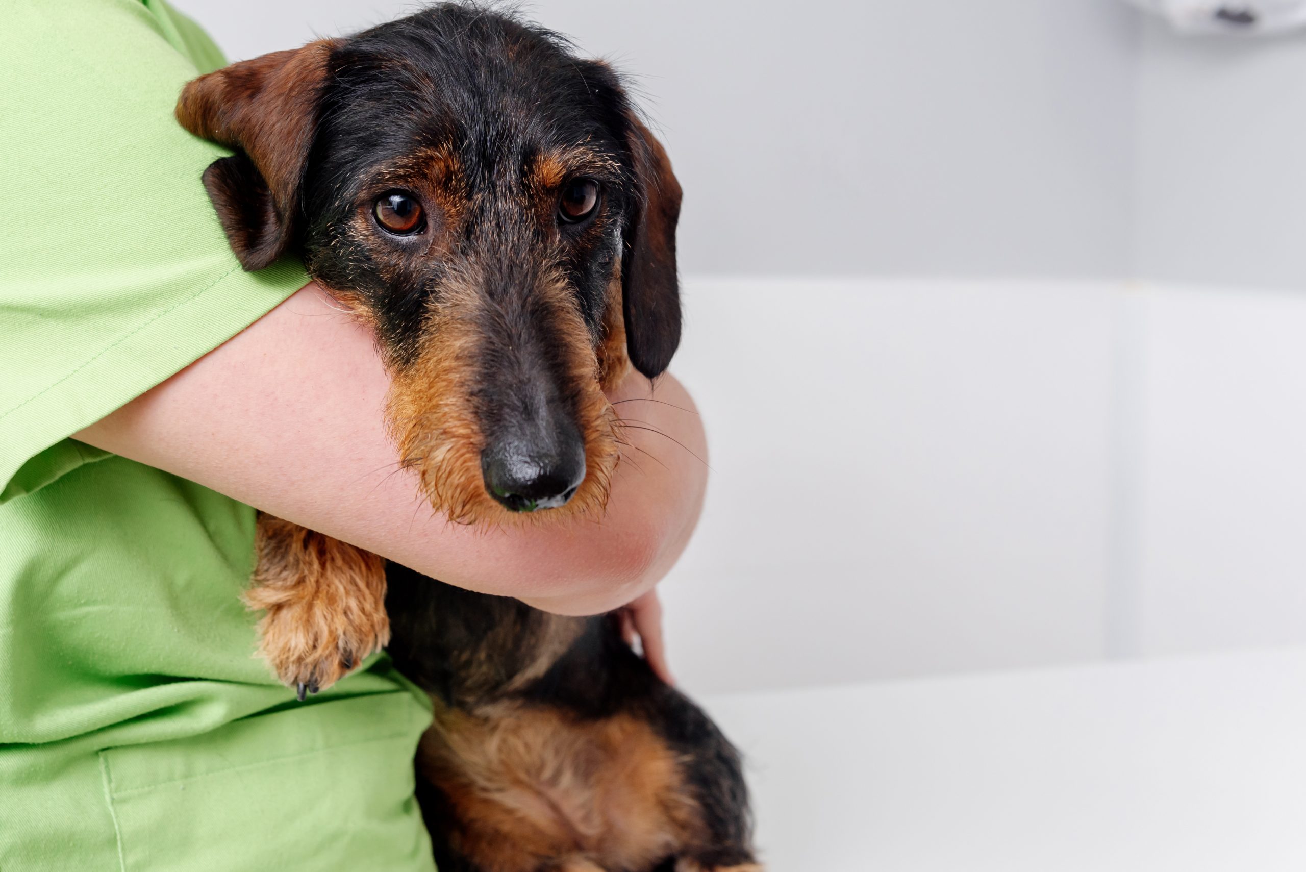 Dachshund breed dog scared and afraid in the arms of a female veterinary doctor before an intervention.