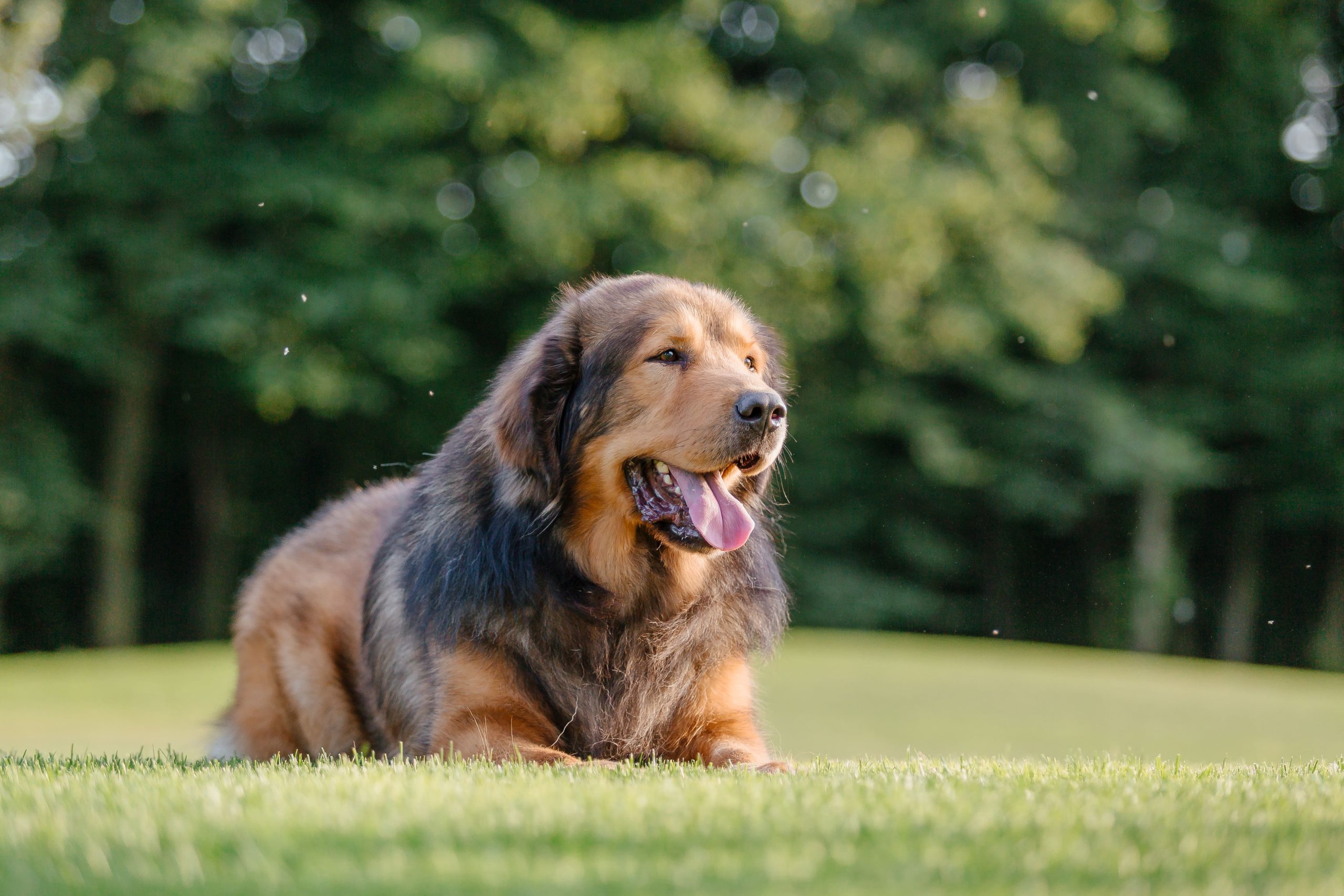 dog-breed-tibetan-mastiff-on-the-grass-2023-11-27-05-12-23-utc-min