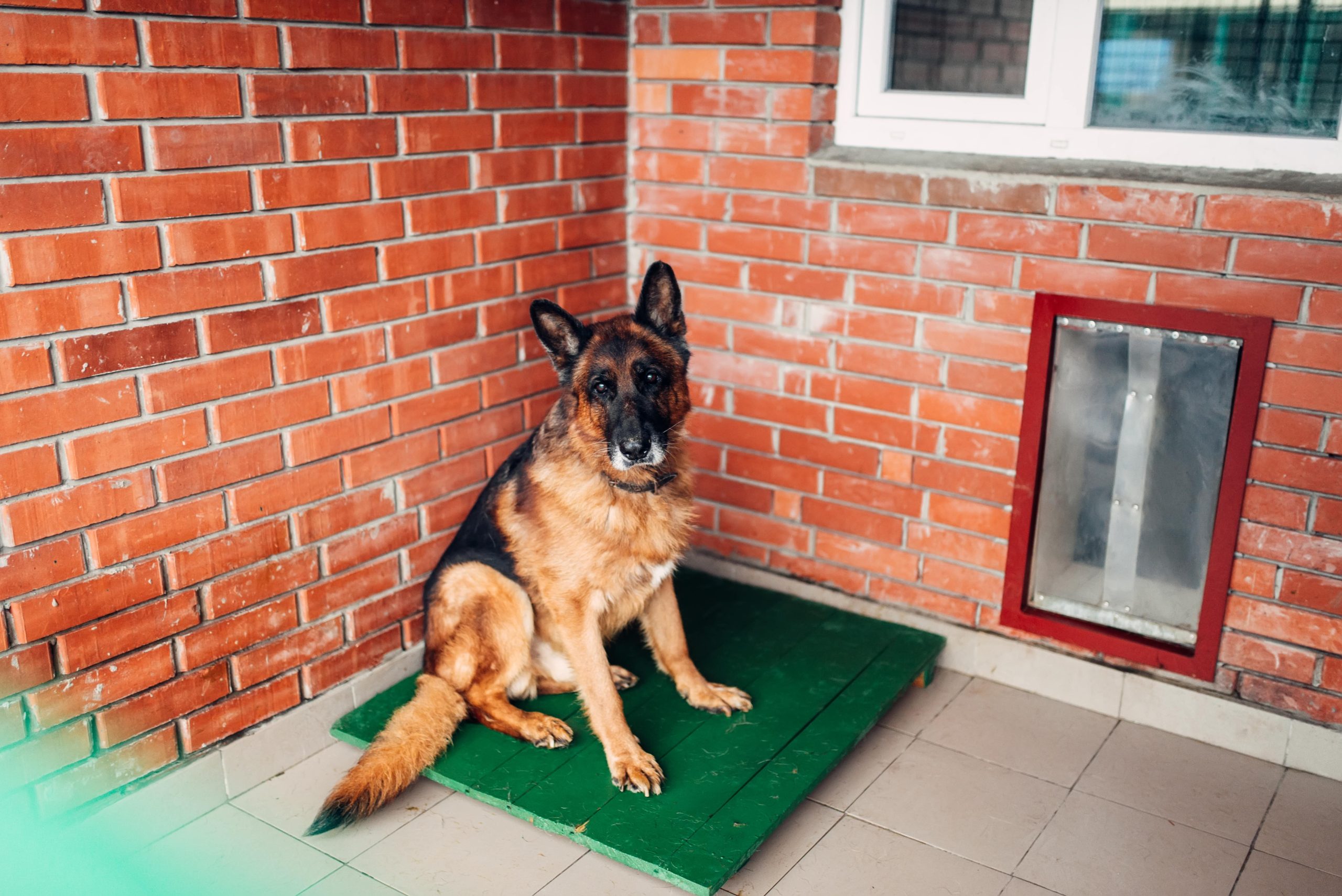 dog-examining-in-veterinary-clinic-no-people-2023-11-27-05-06-32-utc-min