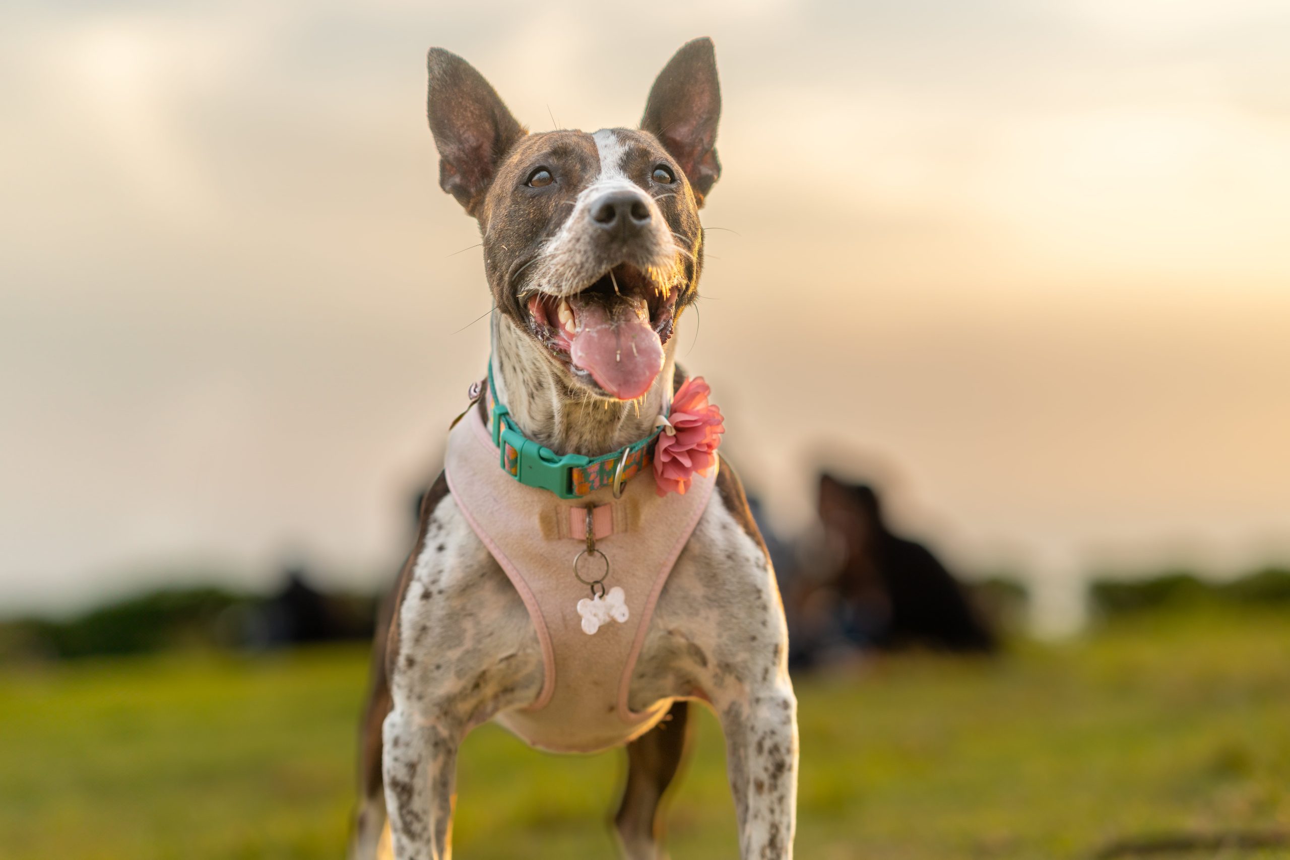 dog-excited-about-his-walk-in-the-park-2024-03-06-04-00-00-utc-min