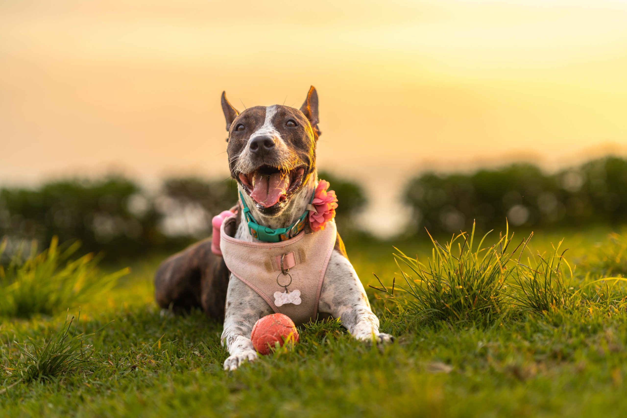 dog-excited-to-play-with-his-ball-in-the-park-2024-03-05-17-44-21-utc-min