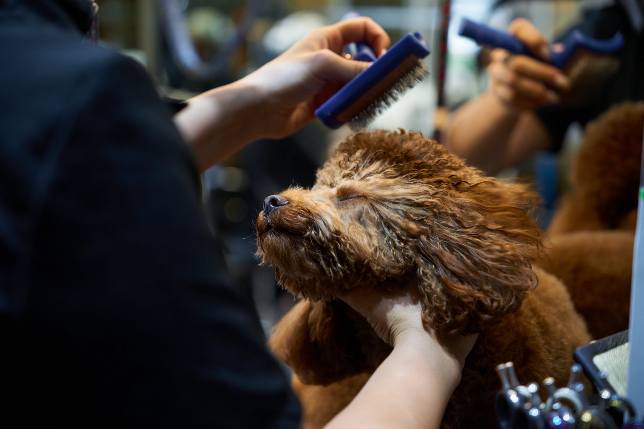 dog-grooming-in-a-pet-salon-during-a-bright-aftern-2024-09-20-21-18-19-utc-min