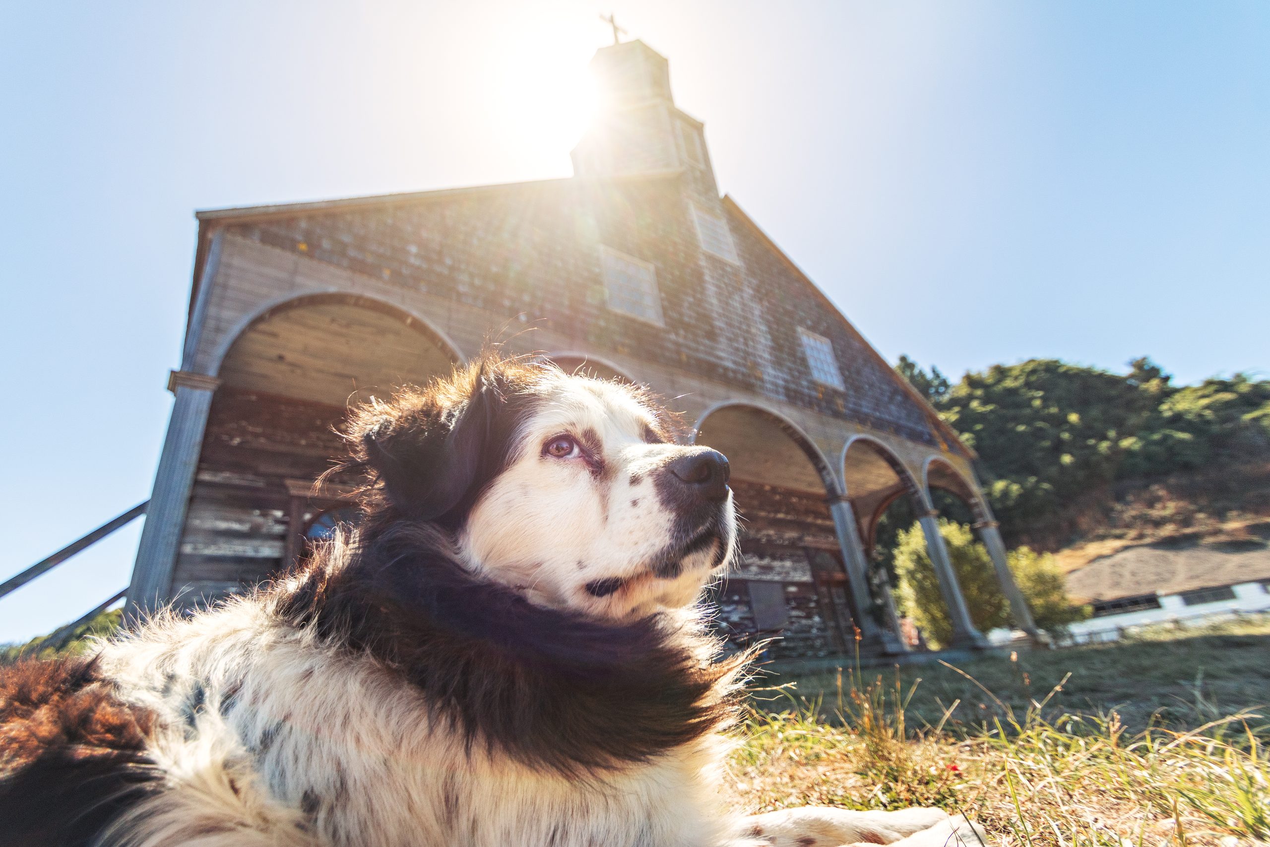 Dog in front of Quinchao Church - Chiloe Island, Chile