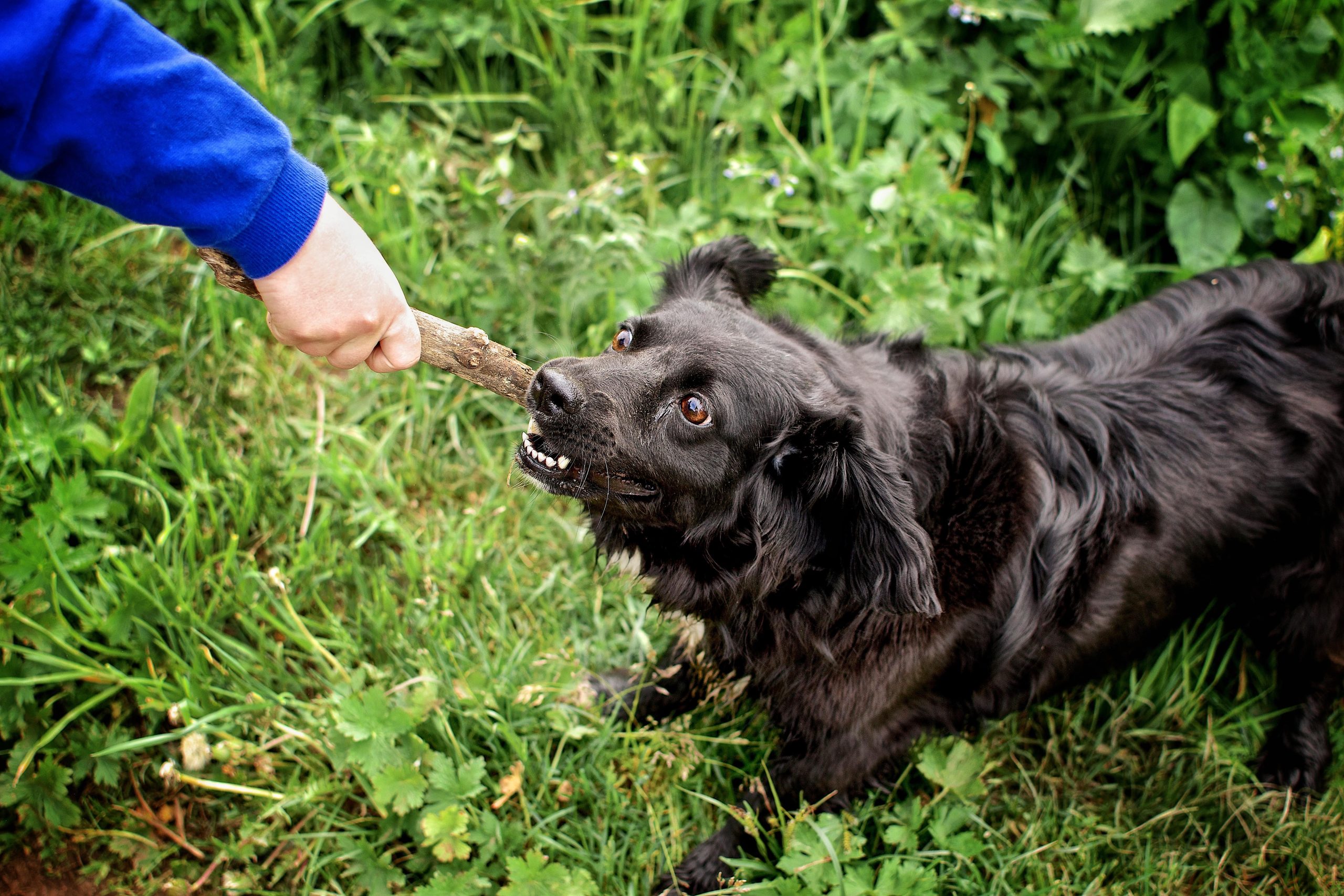 dog-plays-with-the-stick-2023-11-27-05-28-29-utc-min